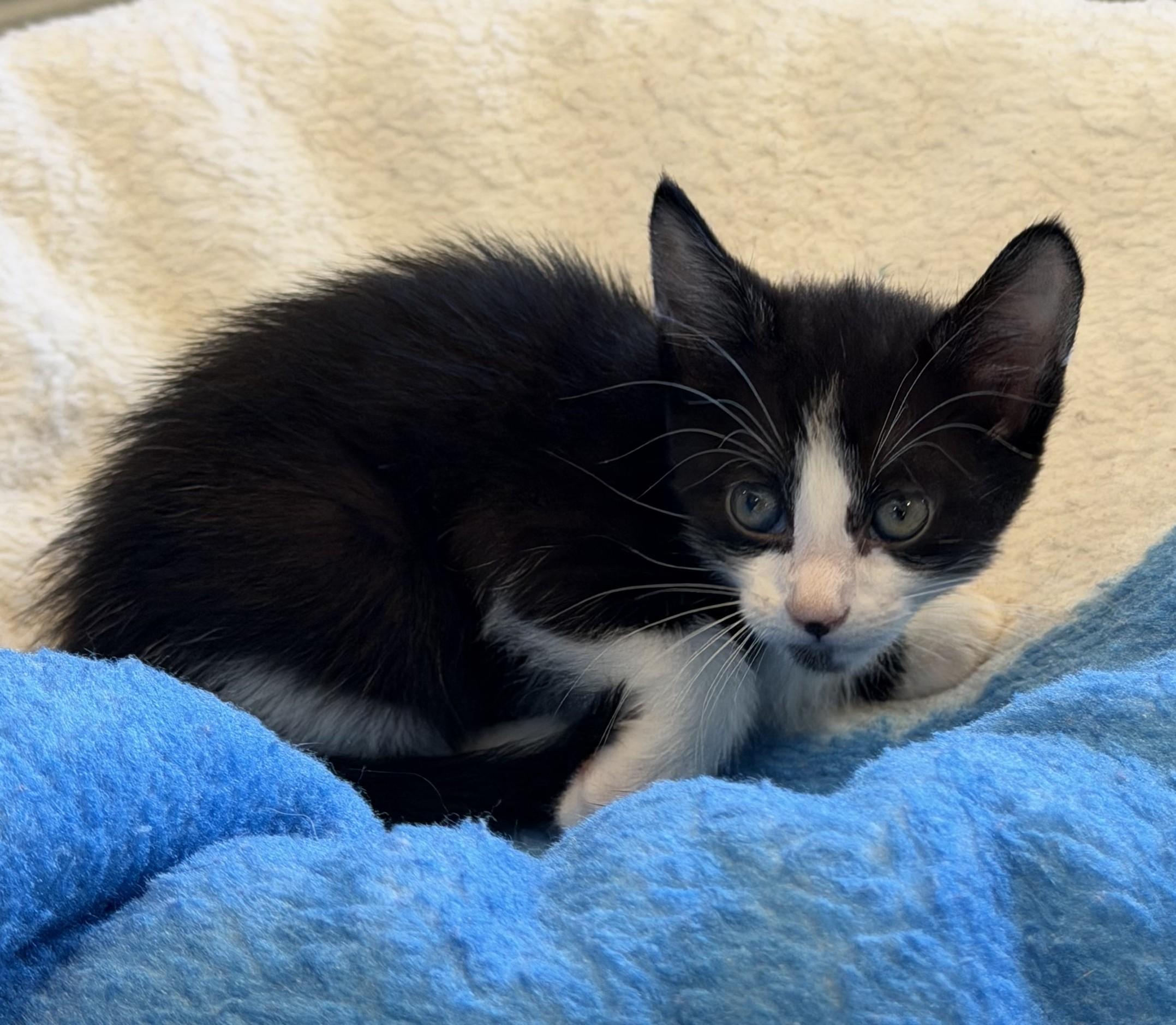 Enlarge Tom, an adopted mixed breed in Slidell, LA image 1/4