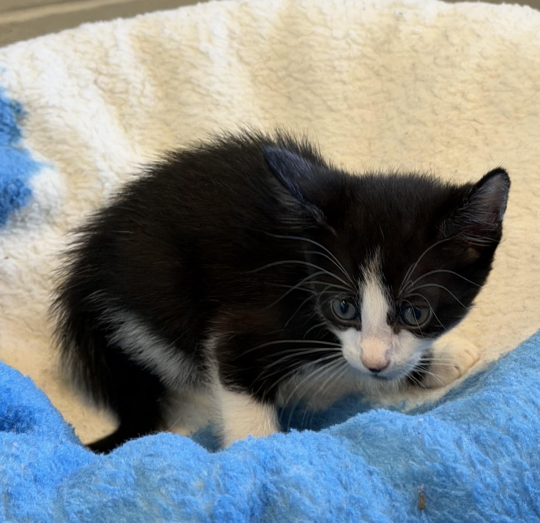 Enlarge Tom, an adopted mixed breed in Slidell, LA image 4/4
