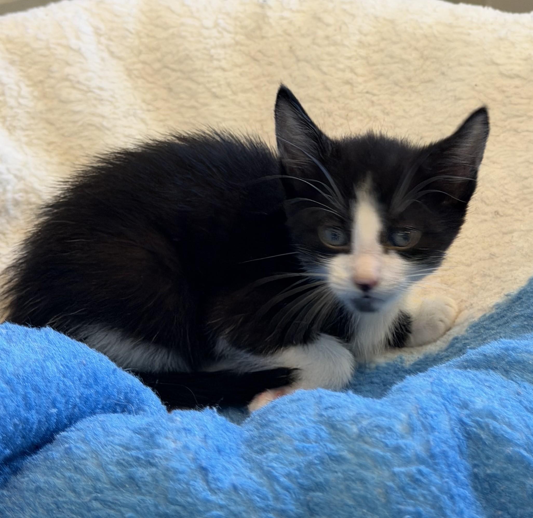 Enlarge Tom, an adopted mixed breed in Slidell, LA image 2/4
