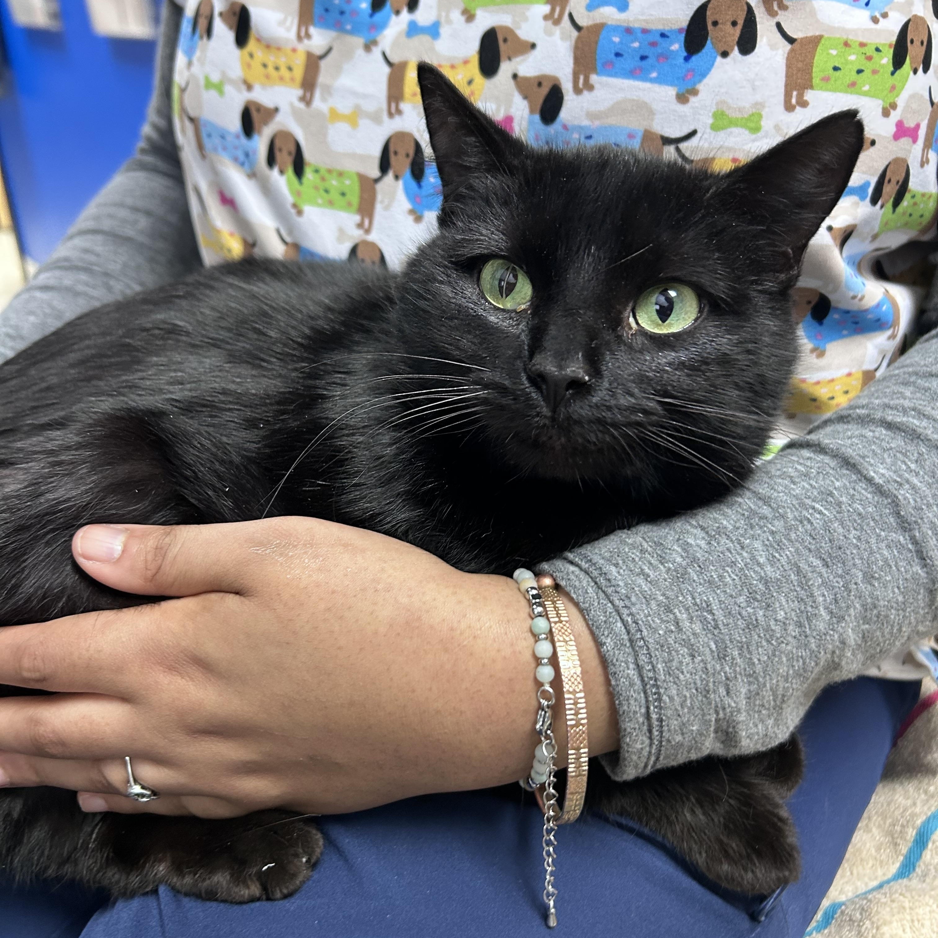 Enlarge Sable, an adoptable Domestic Short Hair in Greensboro, NC image 1/2