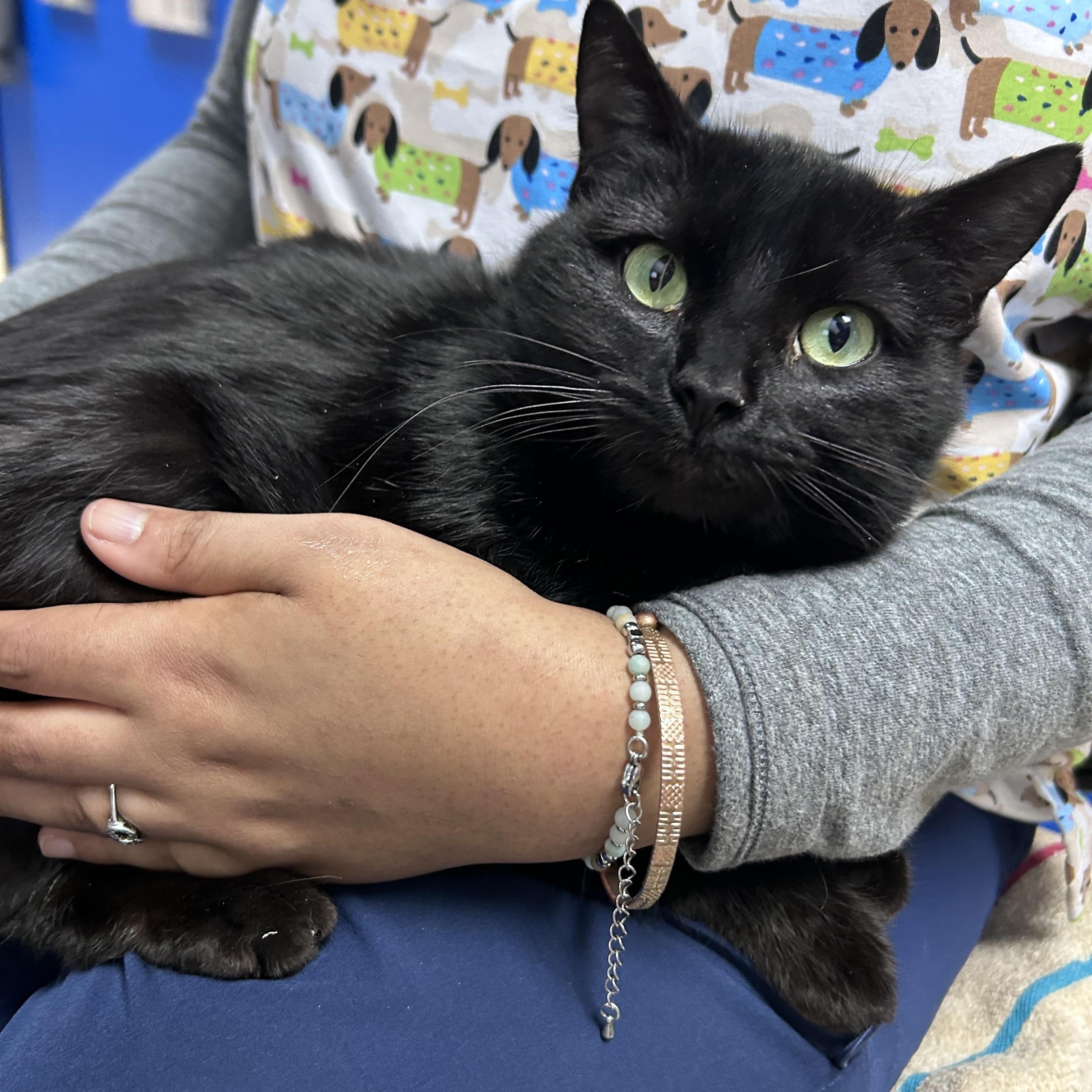 Enlarge Sable, an adoptable Domestic Short Hair in Greensboro, NC image 2/2