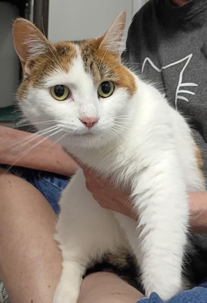 Enlarge Cocoa, a Adoptable mixed breed in Rockford, IL image 1/1