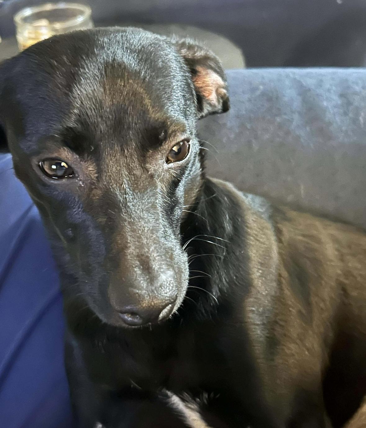 Enlarge Lady, an adopted mixed breed in Boston, MA image 2/4