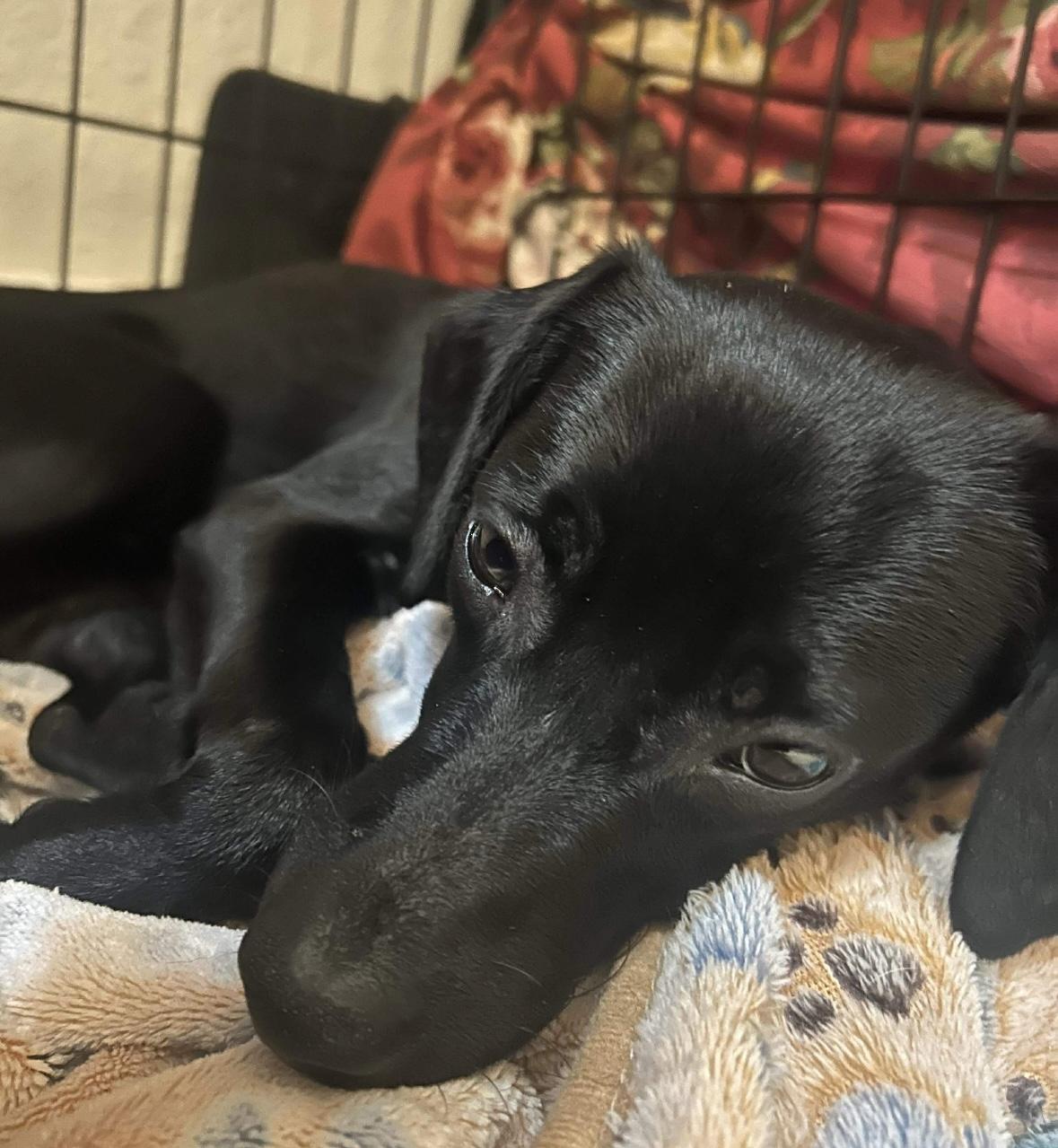 Enlarge Lady, an adopted mixed breed in Boston, MA image 4/4