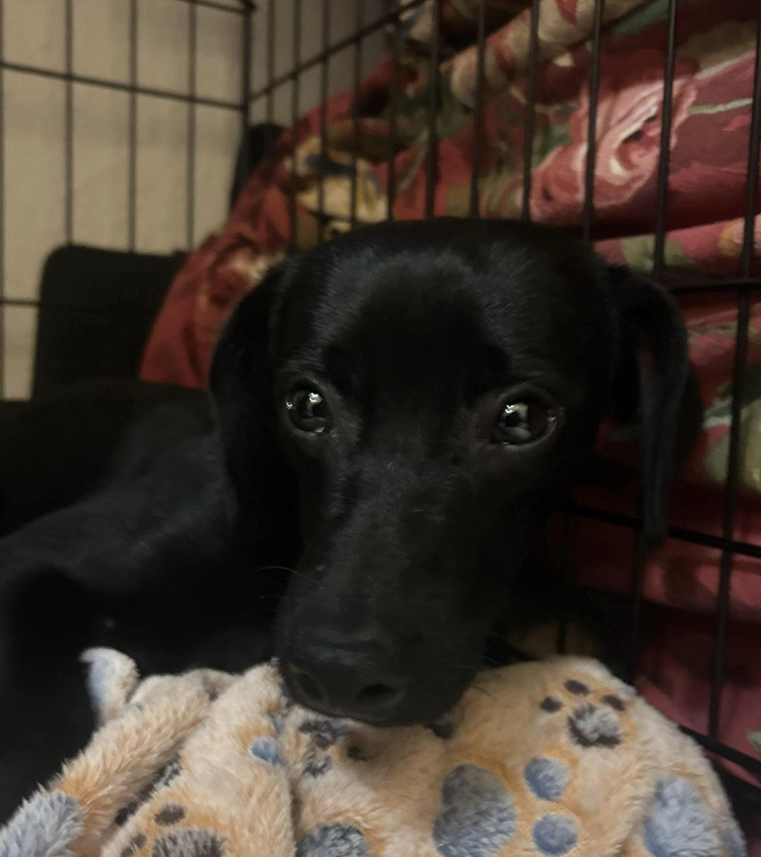 Lady, ADOPTABLE, Young Female Black Labrador Retriever & Chihuahua.