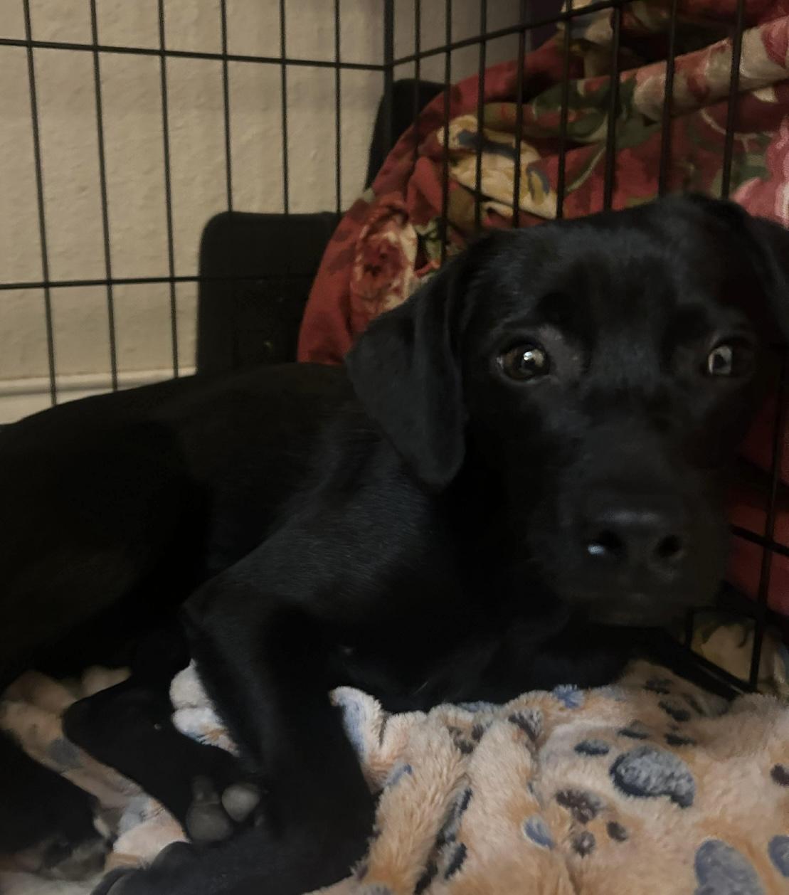 Enlarge Lady, an adopted mixed breed in Boston, MA image 3/4