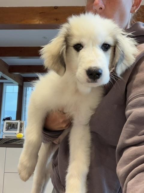 Enlarge Moxie, a ADOPTABLE mixed breed in Aspen, CO image 2/6