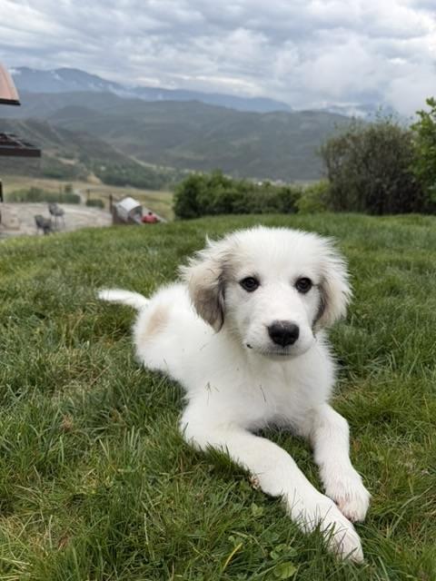 Enlarge Moxie, a ADOPTABLE mixed breed in Aspen, CO image 3/6
