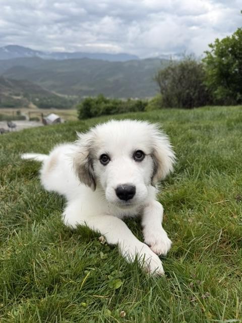 Enlarge Moxie, a ADOPTABLE mixed breed in Aspen, CO image 4/6