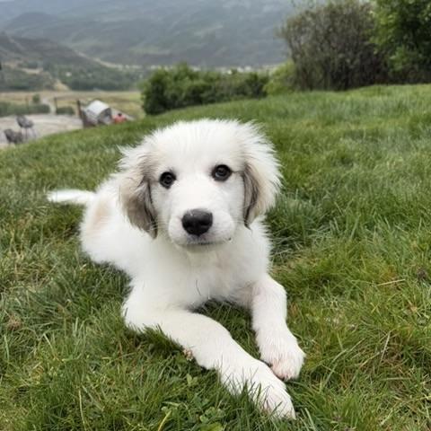 Enlarge Moxie, a ADOPTABLE mixed breed in Aspen, CO image 1/6