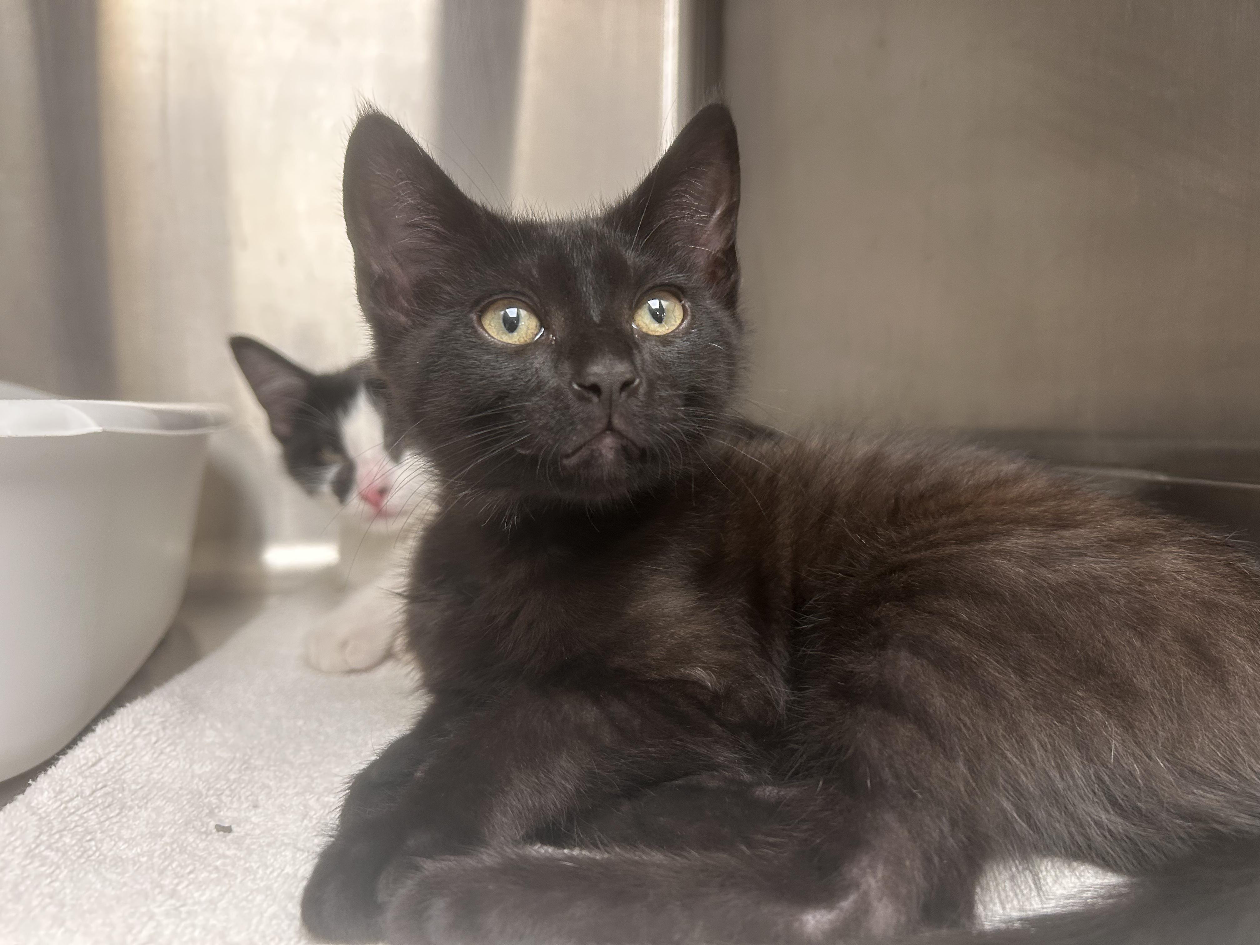 Grady Gizzard, Adoptable, Kitten Male Domestic Short Hair.