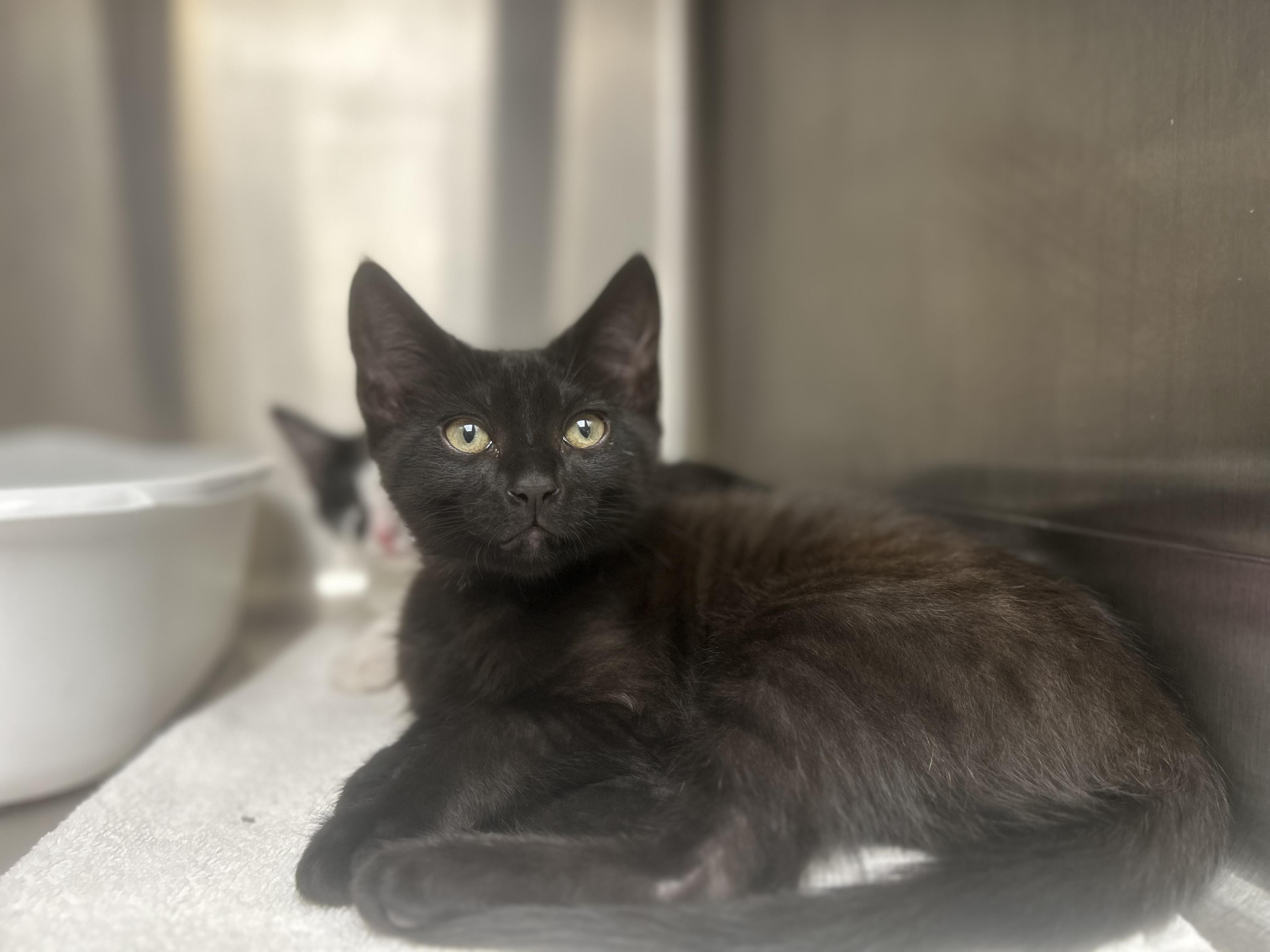 Grady Gizzard, a Adoptable Domestic Short Hair in South Amboy, NJ image 2/2