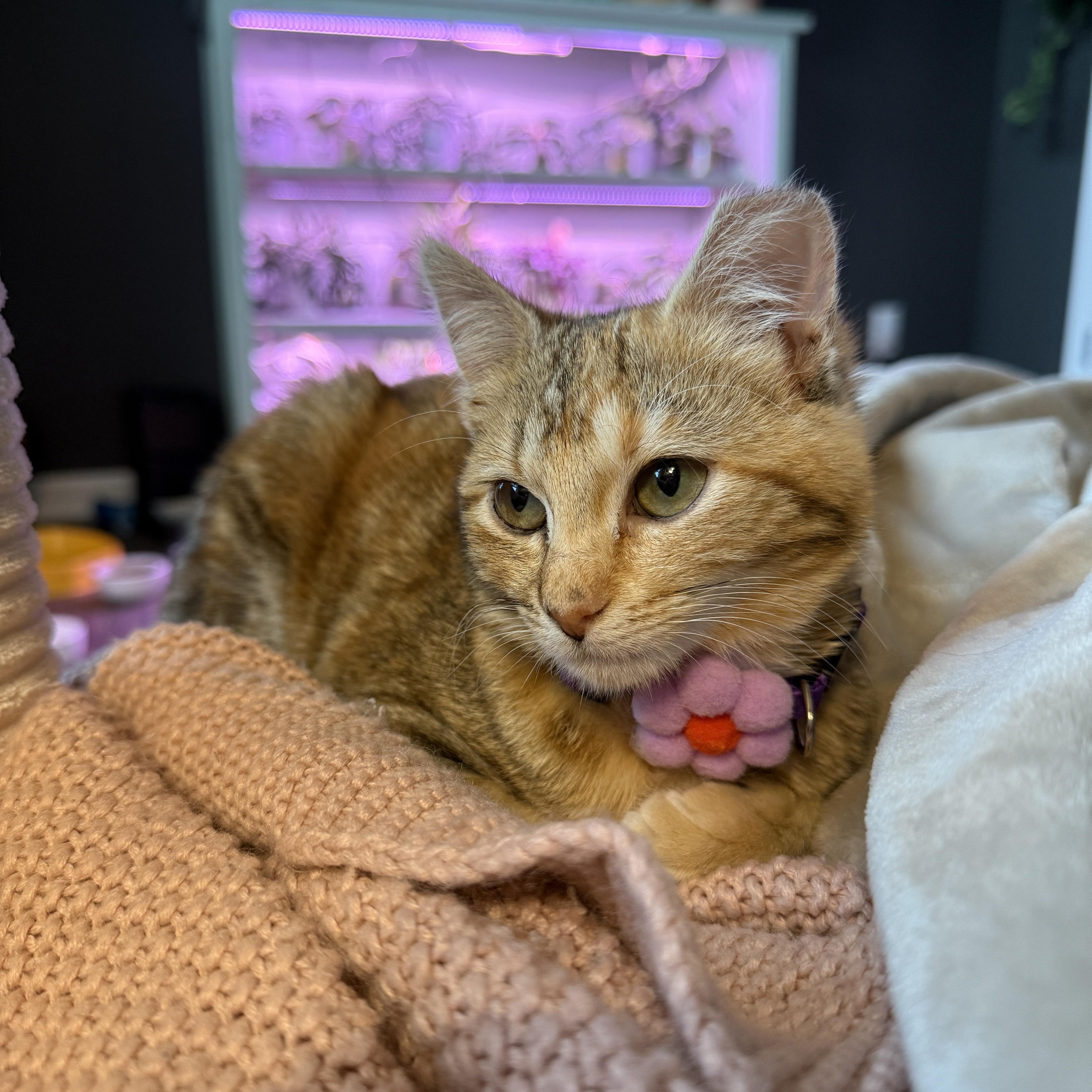 Jupiter (bonded with Europa) , Adoptable, Kitten Female Domestic Short Hair.