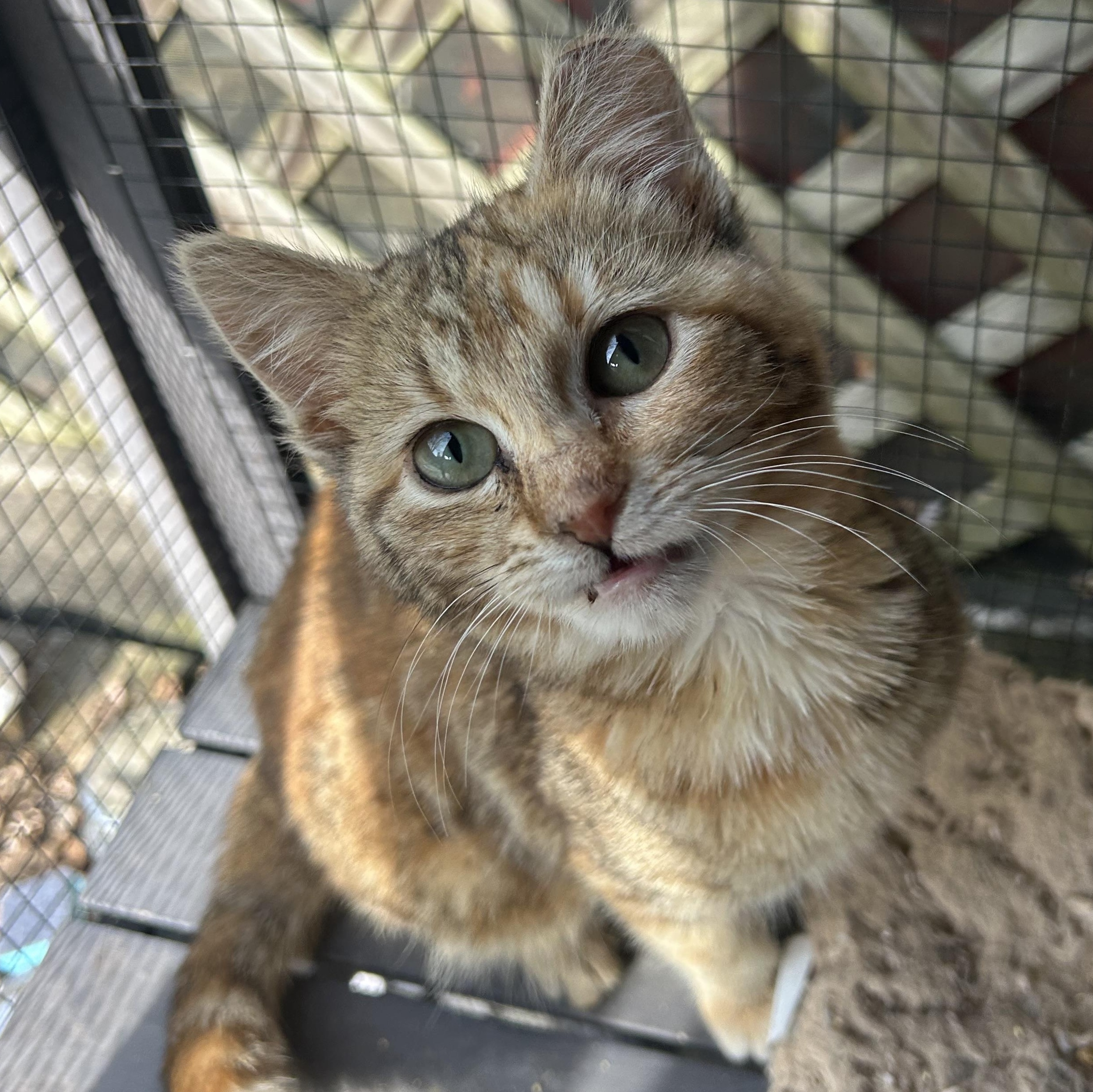 Enlarge Jupiter (bonded with Europa) , a Adoptable Domestic Short Hair in Fort Oglethorpe, GA image 4/6