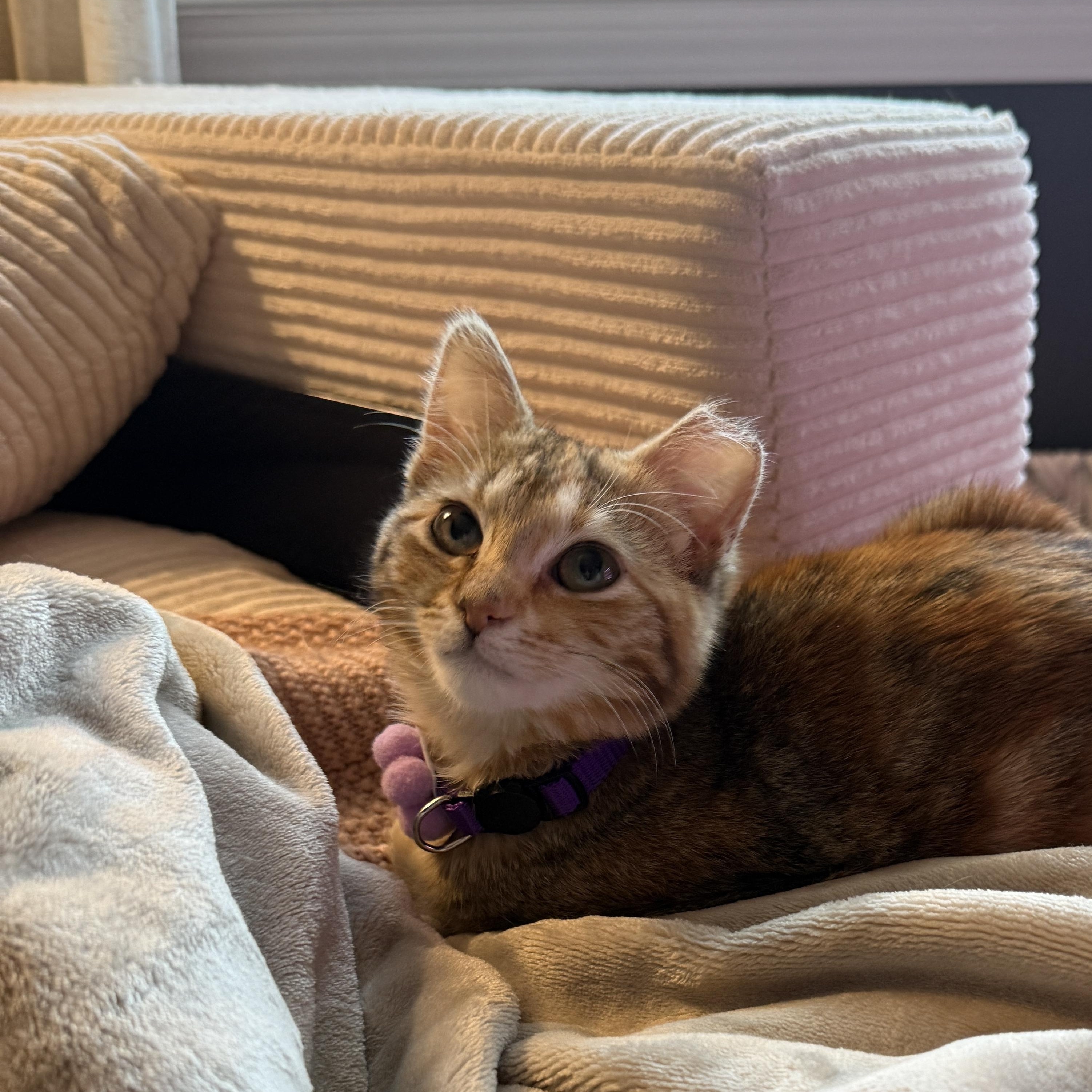 Enlarge Jupiter (bonded with Europa) , a Adoptable Domestic Short Hair in Fort Oglethorpe, GA image 2/6