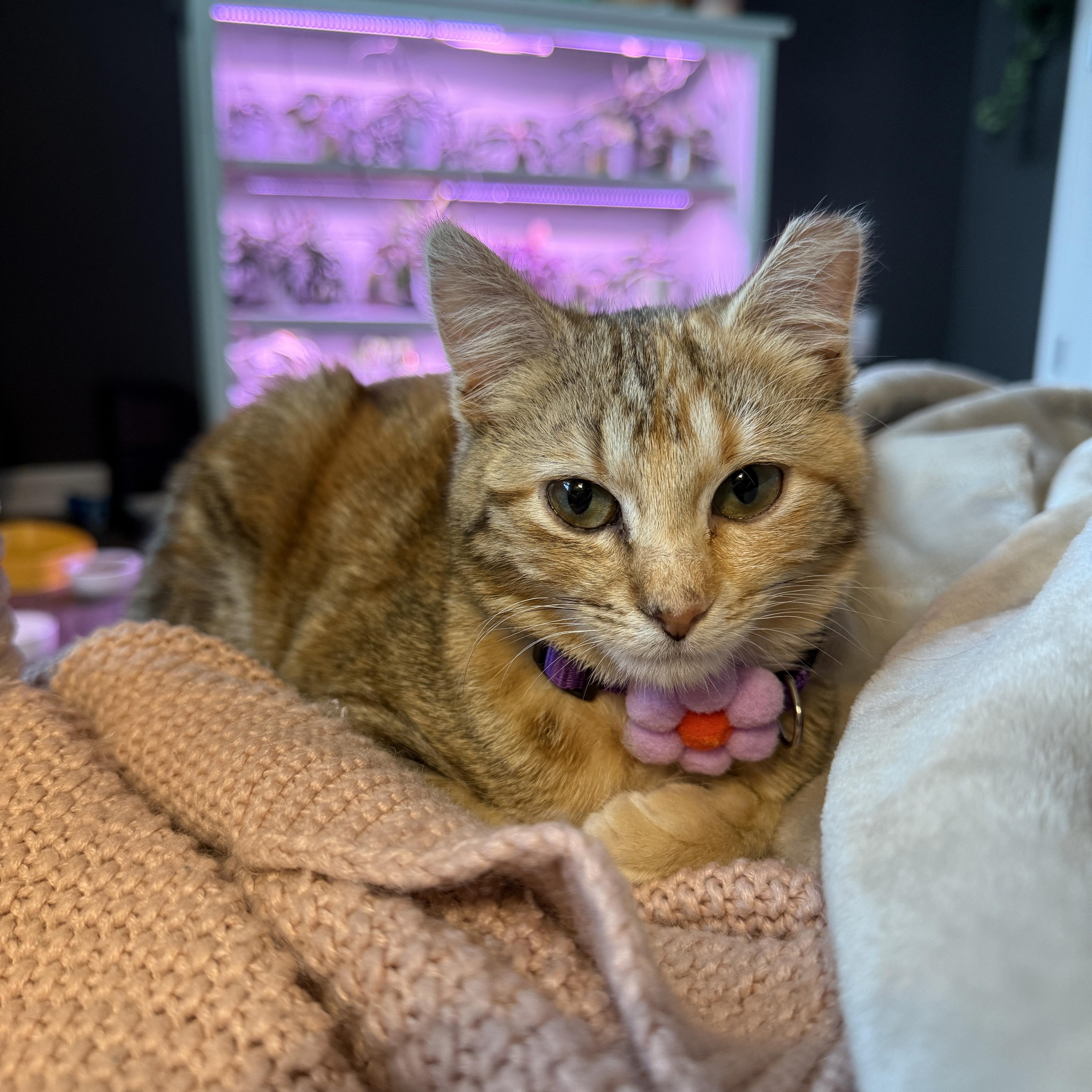 Enlarge Jupiter (bonded with Europa) , a Adoptable Domestic Short Hair in Fort Oglethorpe, GA image 6/6