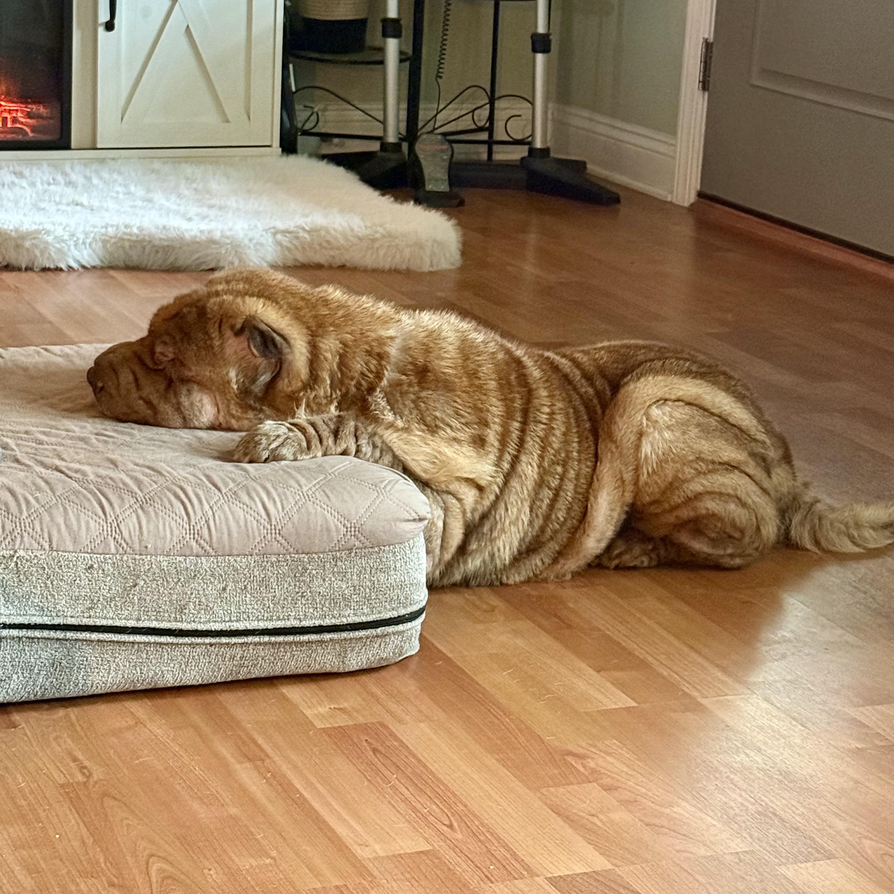 Gravy, a Adoptable Shar-Pei image 3/6