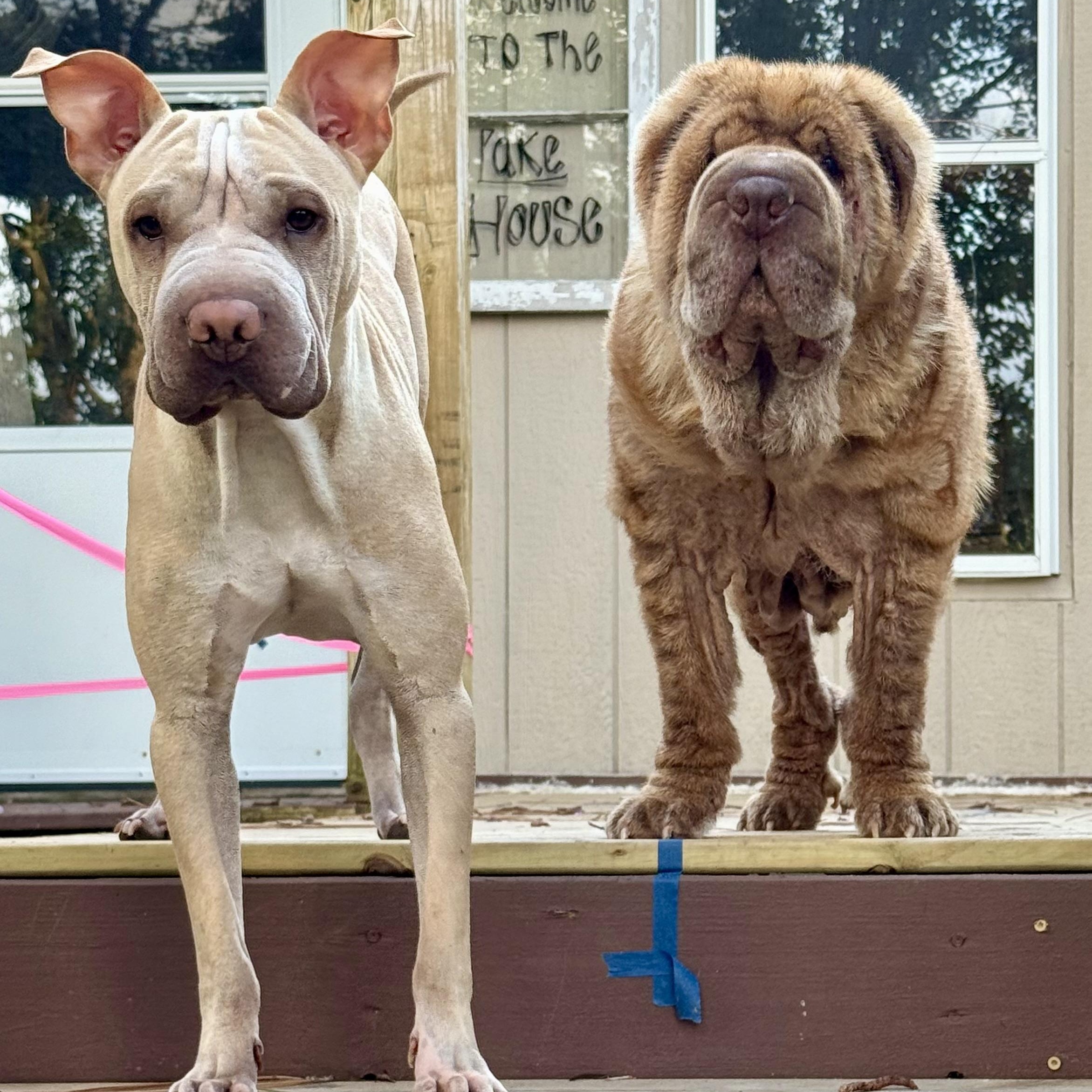 Gravy, a Adoptable Shar-Pei image 5/6