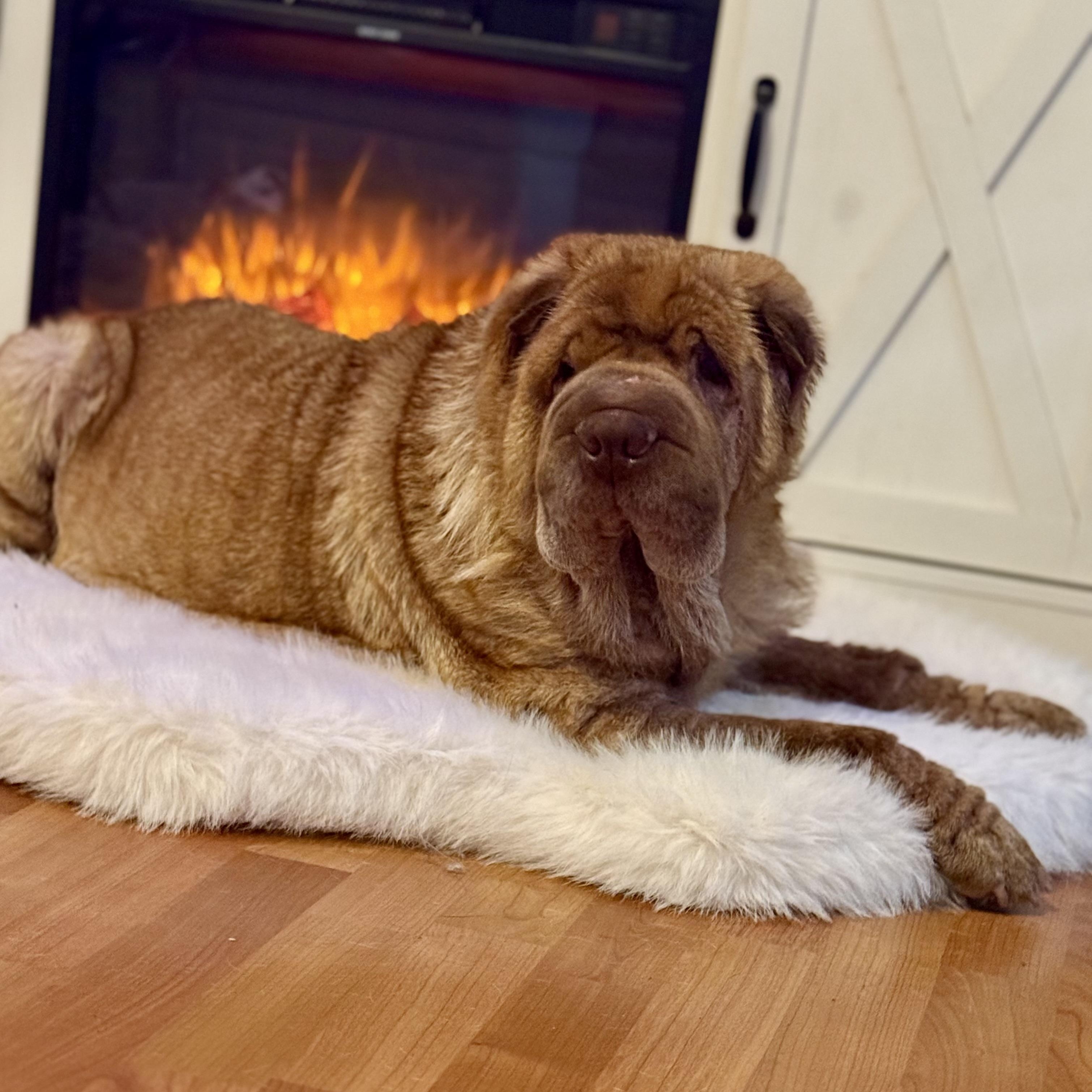 Gravy, a Adoptable Shar-Pei image 2/6