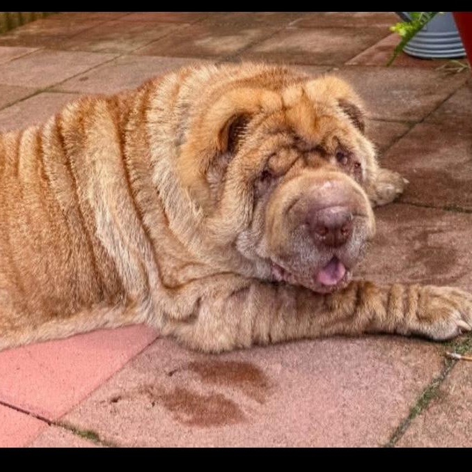 Gravy, a Adoptable Shar-Pei image 4/6