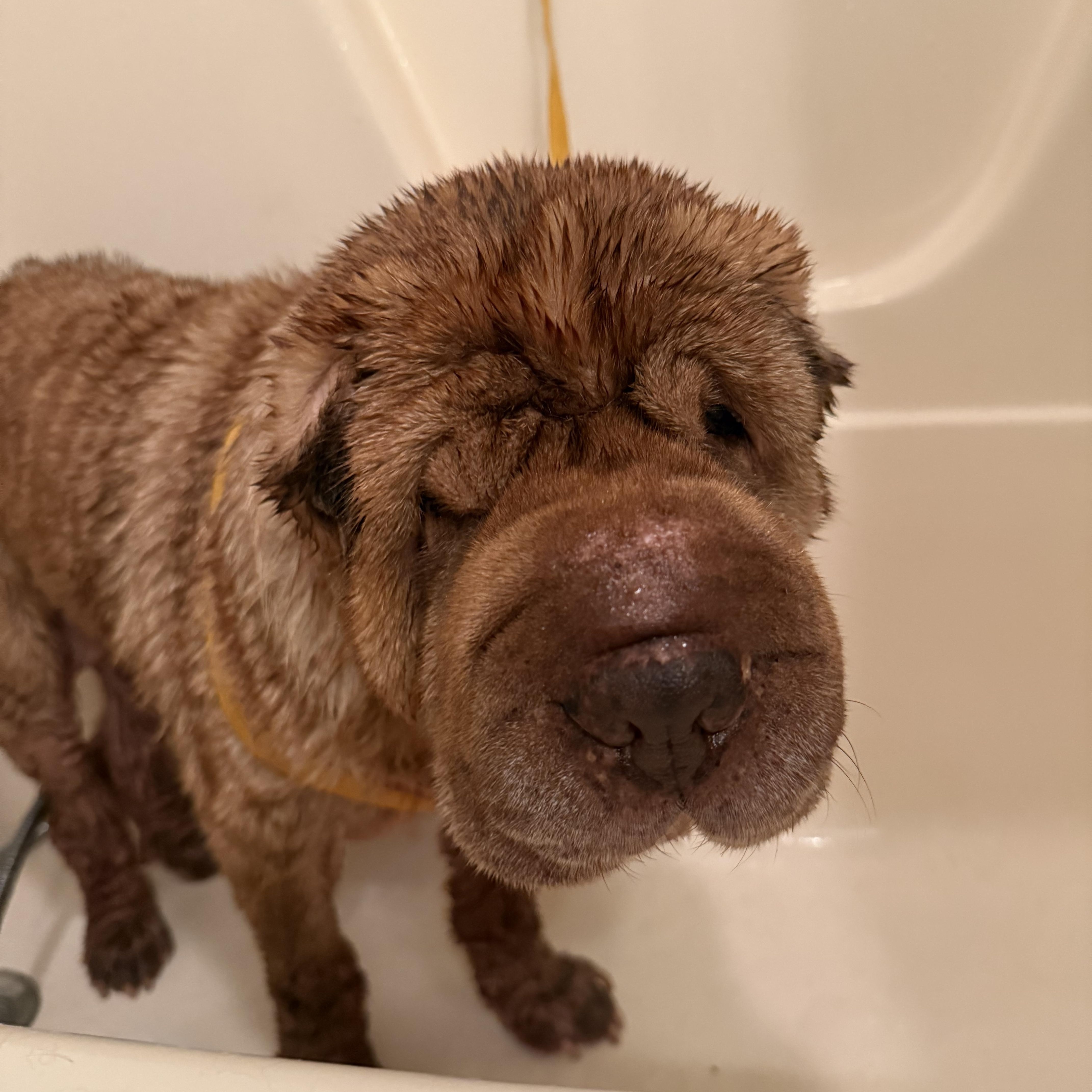 Gravy, a Adoptable Shar-Pei image 6/6