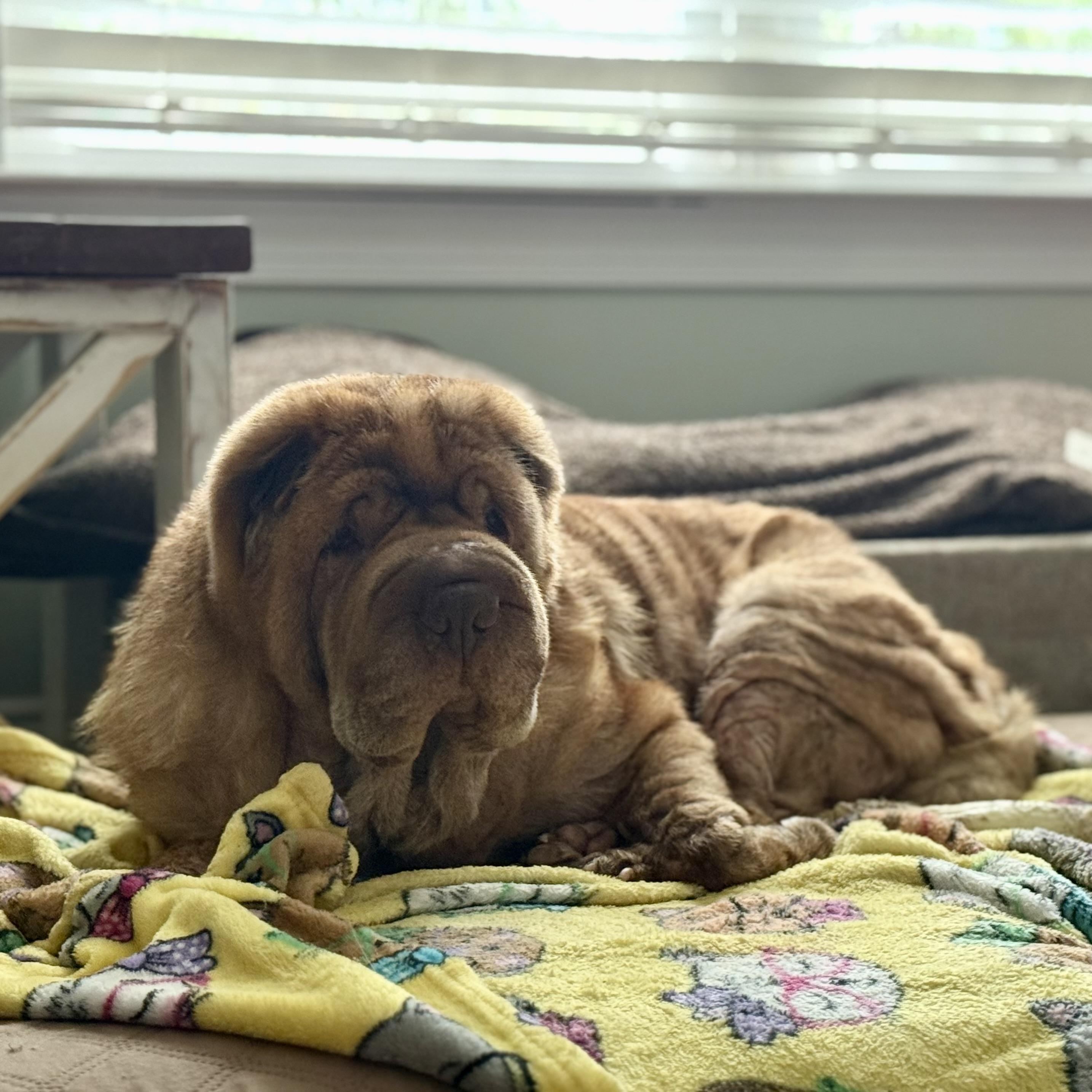 Gravy, a Adoptable Shar-Pei image 1/6