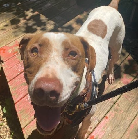 Bird, a Adoptable Pointer in Dawsonville, GA image 6/6