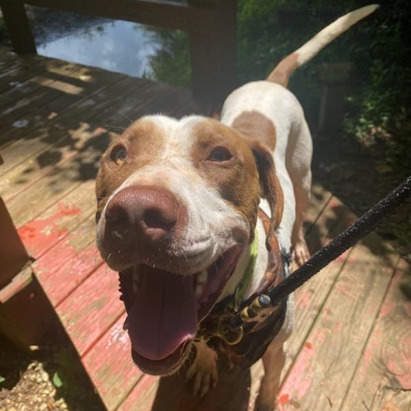 Bird, a Adoptable Pointer in Dawsonville, GA image 4/6