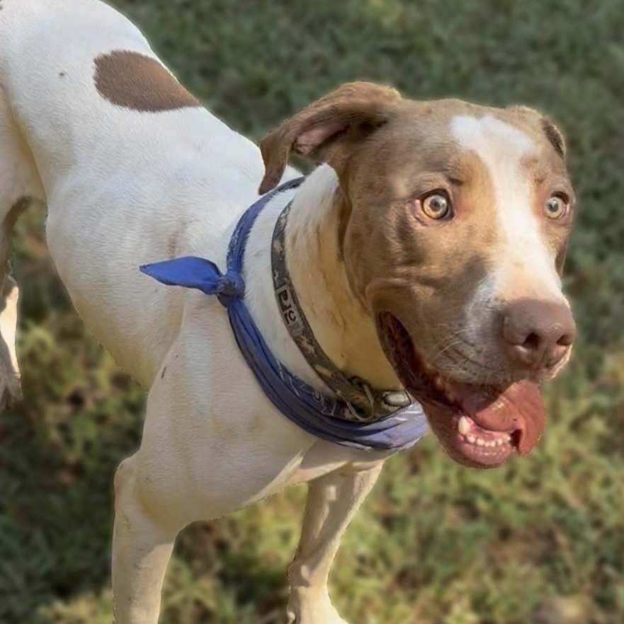 Bird, a Adoptable Pointer in Dawsonville, GA image 1/6