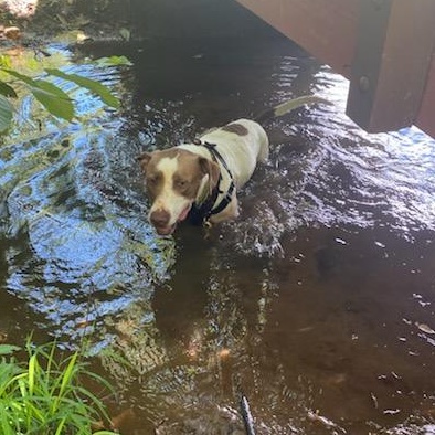 Bird, a Adoptable Pointer in Dawsonville, GA image 5/6