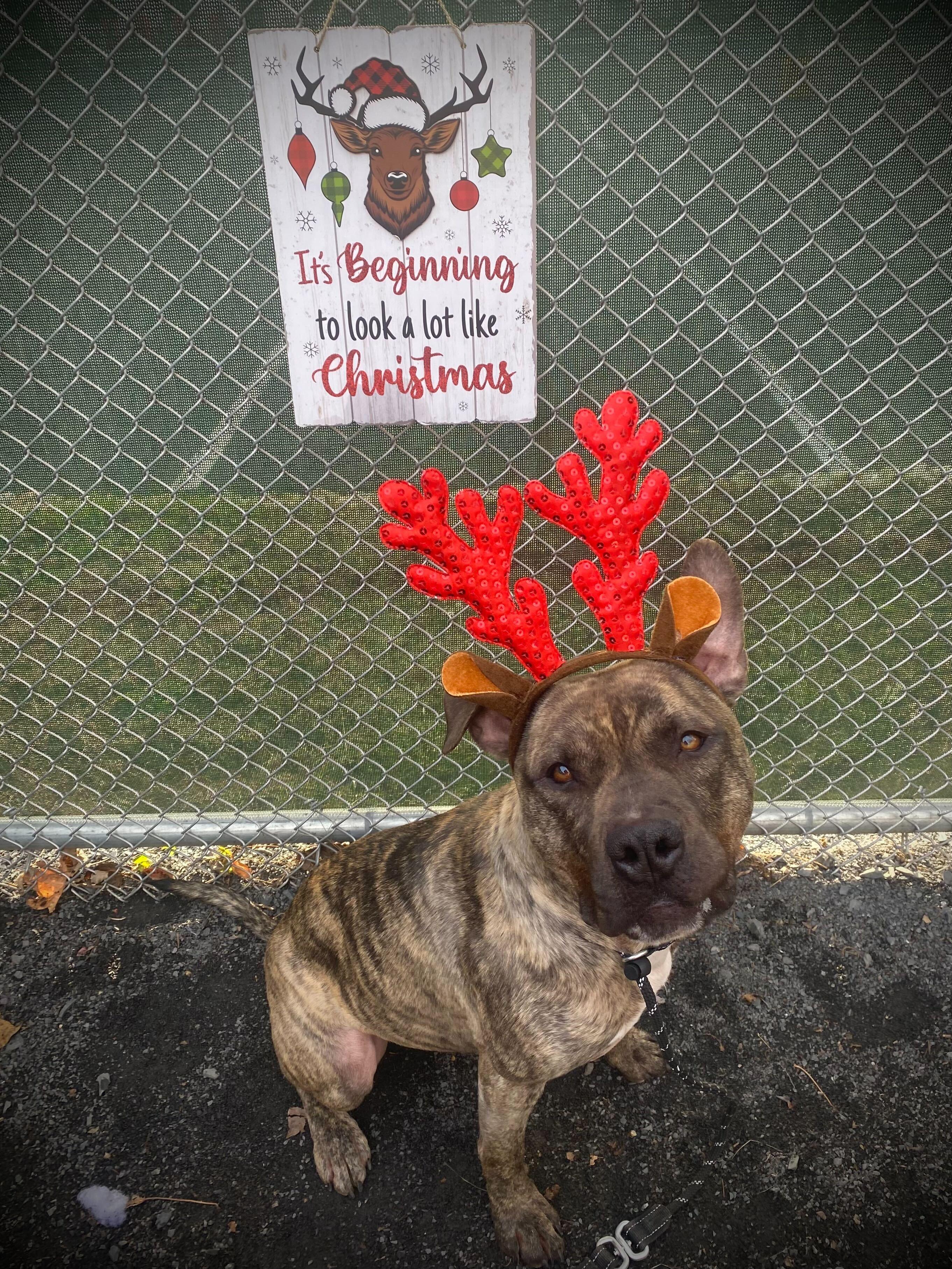 "Austin", a Adoptable American Staffordshire Terrier in Conshohocken, PA image 1/5