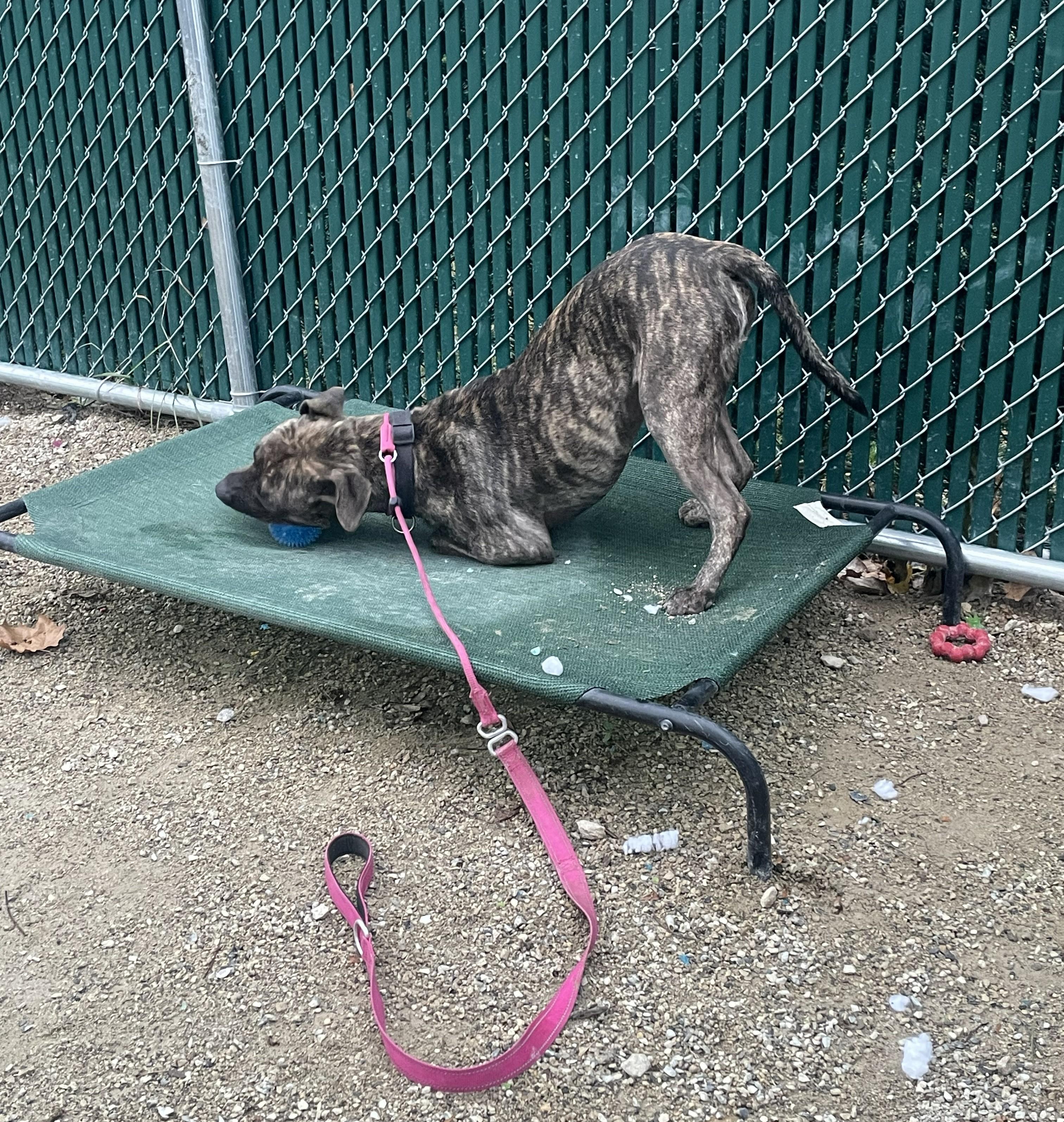 "Austin", a Adoptable American Staffordshire Terrier in Conshohocken, PA image 3/5