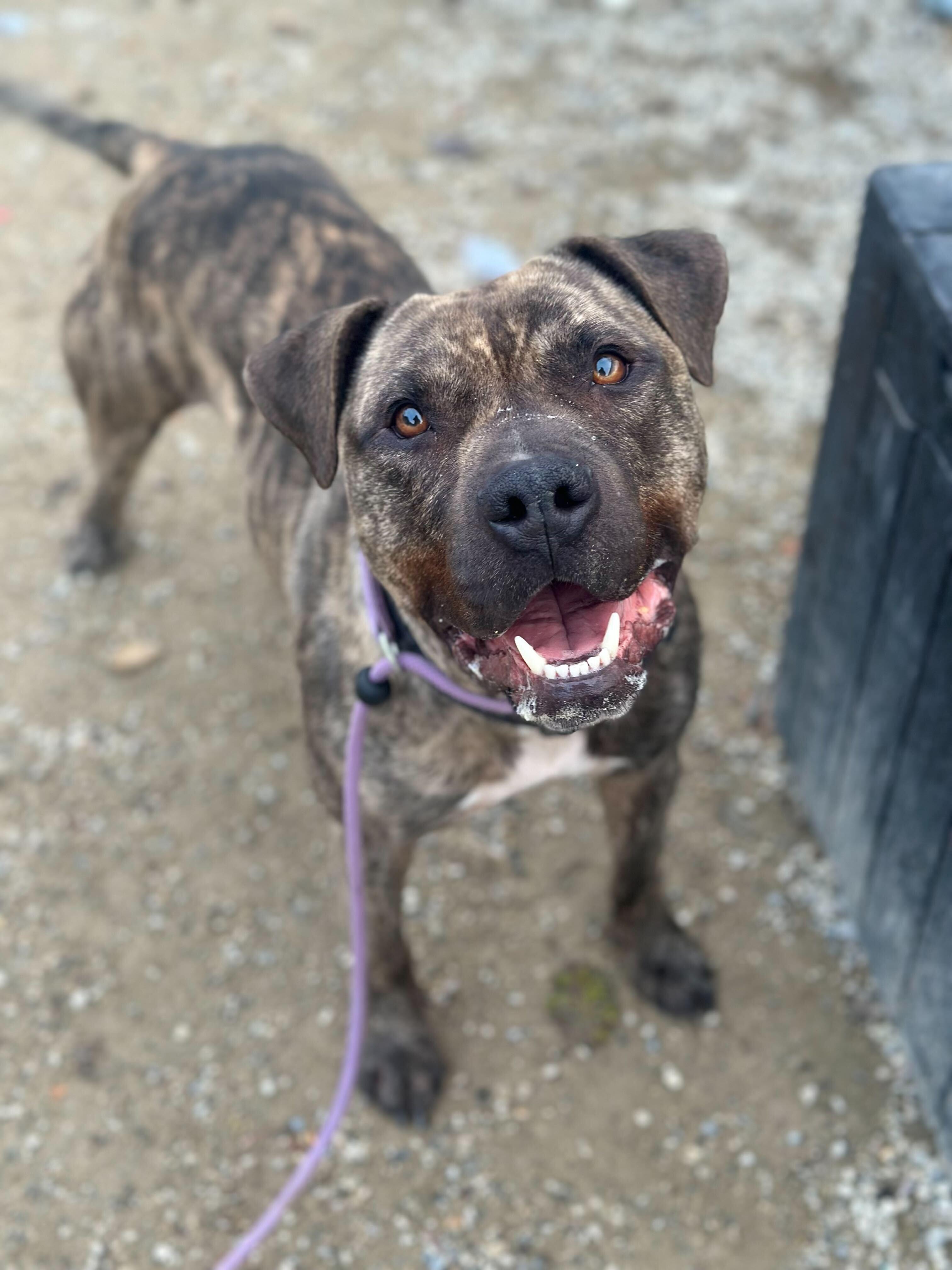 "Austin", a Adoptable American Staffordshire Terrier in Conshohocken, PA image 4/5