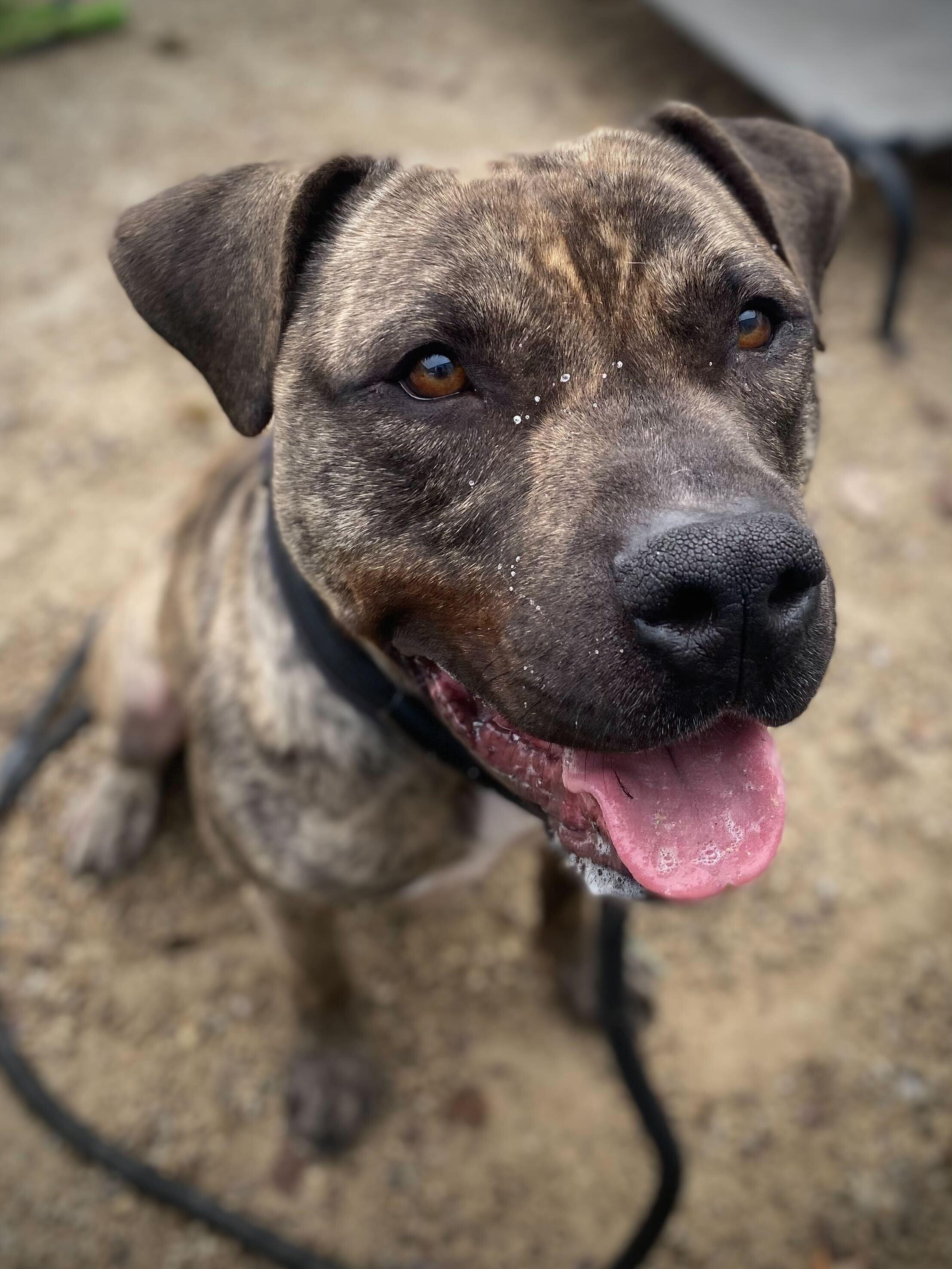 "Austin", Adoptable, Adult Male American Staffordshire Terrier.