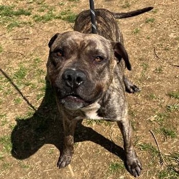 "Austin", a Adoptable American Staffordshire Terrier in Conshohocken, PA image 5/5