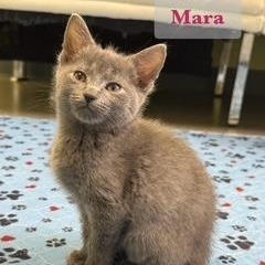 Enlarge Mara, a Adoptable Domestic Medium Hair in Archbold , OH image 1/1