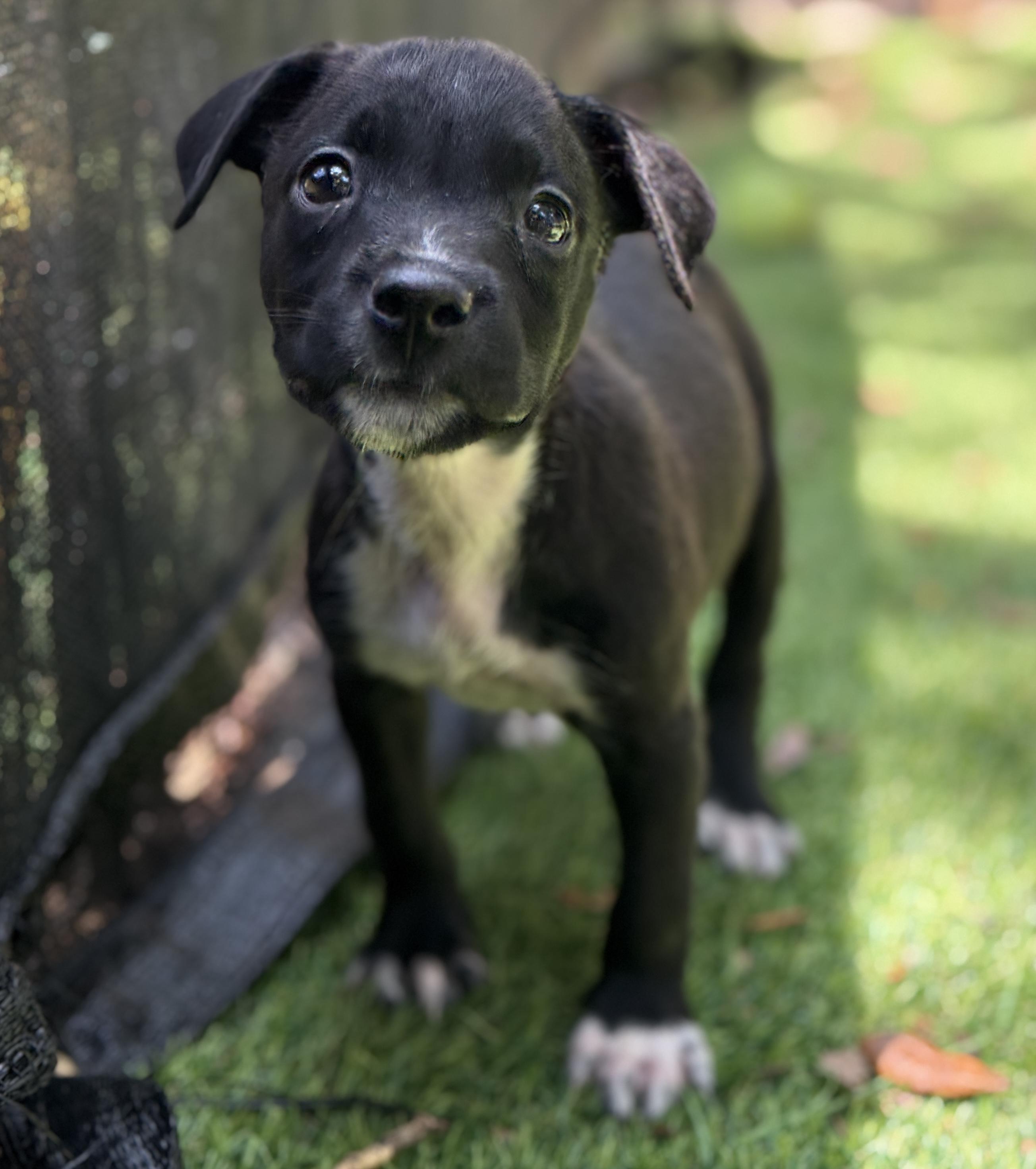 Flash, a Adoptable Mixed Breed in Deltona, FL image 1/2