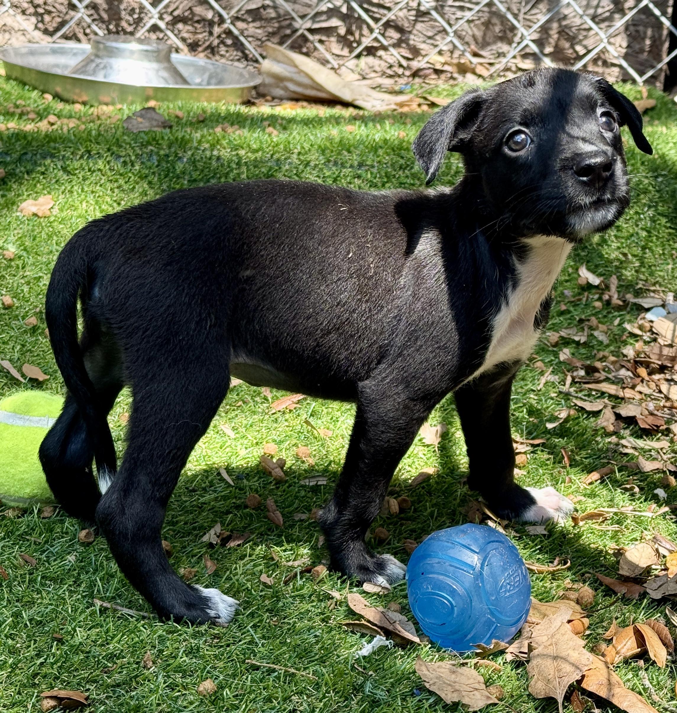 Flash, a Adoptable Mixed Breed in Deltona, FL image 2/2