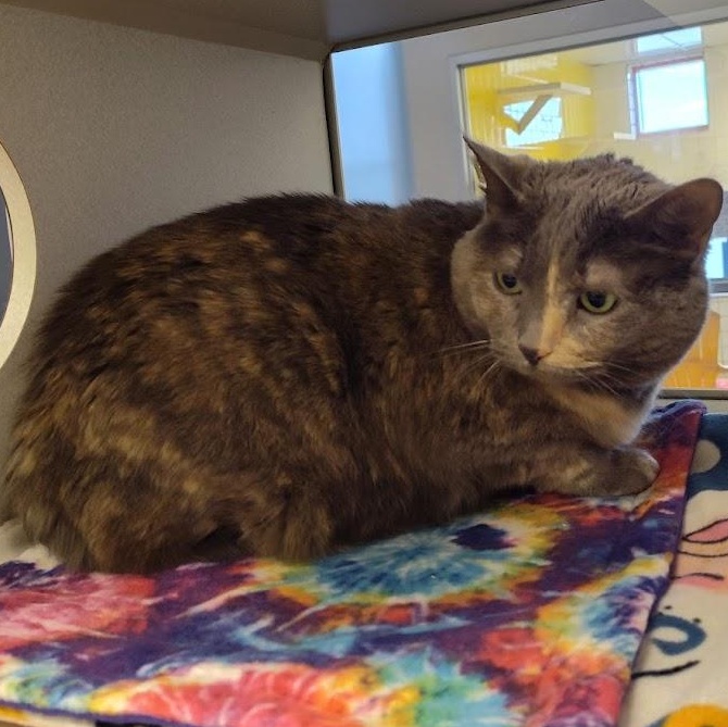 Enlarge Cream- Located @ PetSmart by Lindale mall , a ADOPTABLE Domestic Short Hair in Cedar Rapids, IA image 2/2