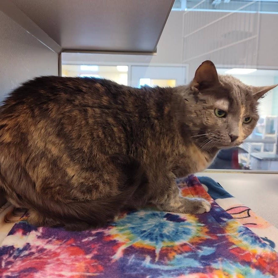 Enlarge Cream- Located @ PetSmart by Lindale mall , a ADOPTABLE Domestic Short Hair in Cedar Rapids, IA image 1/2