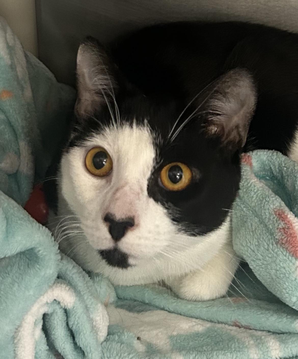 Koala, ADOPTABLE, Young Male Domestic Short Hair.