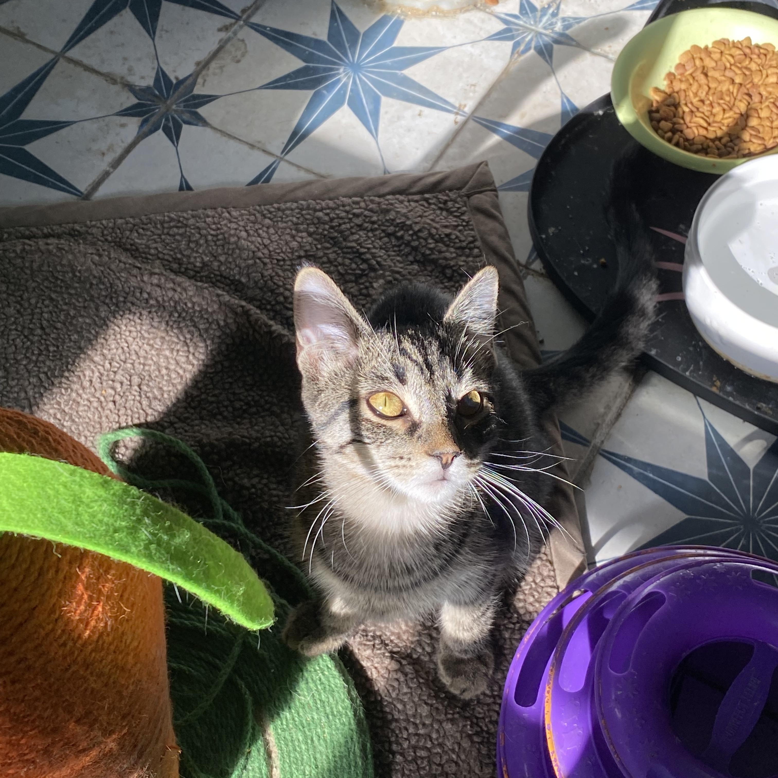 Enlarge Wren, a Adoptable Domestic Short Hair in Buffalo, NY image 1/1