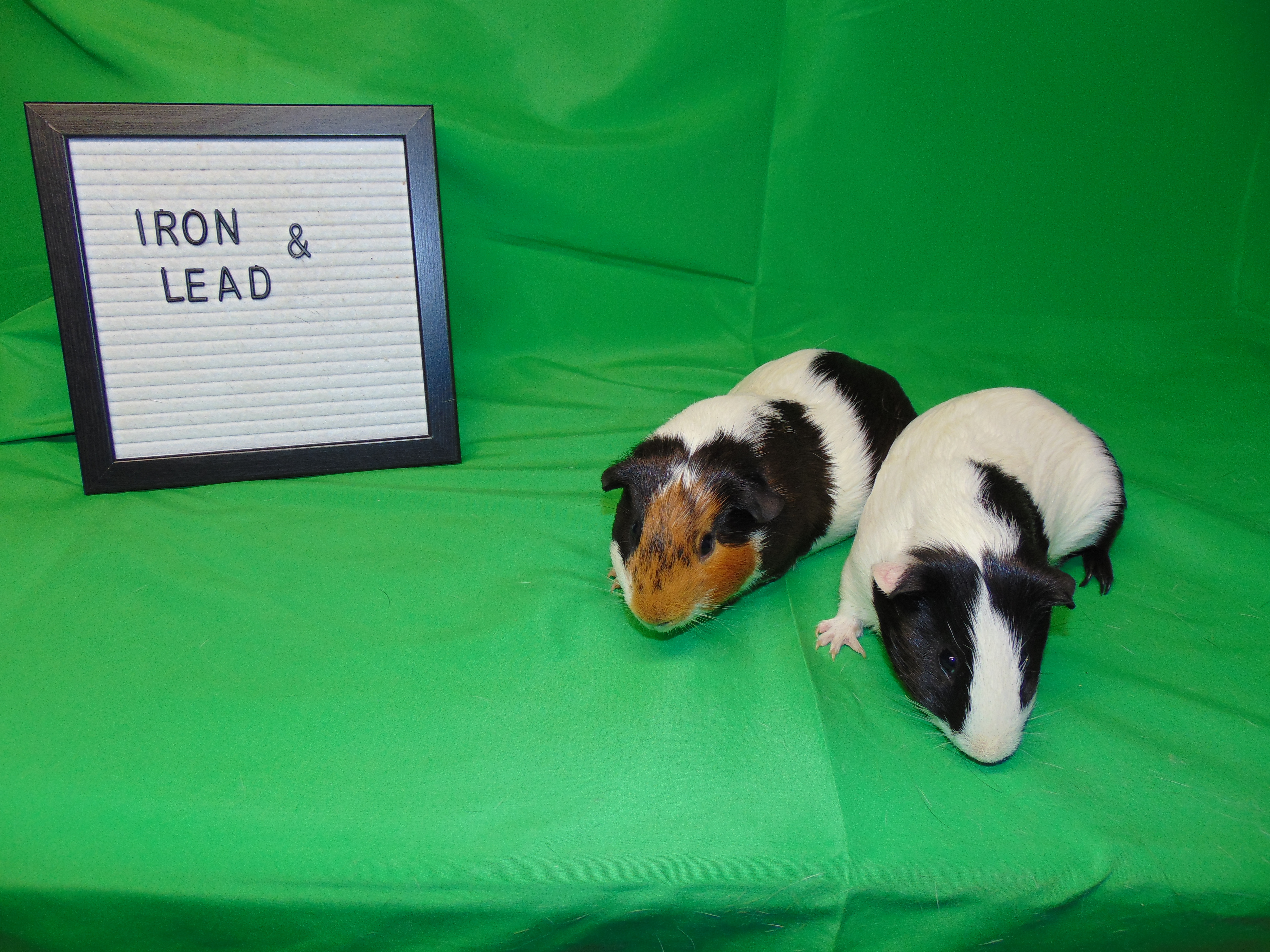 Lead and Iron, a Adoptable Short-Haired in Dearborn, MO image 1/6