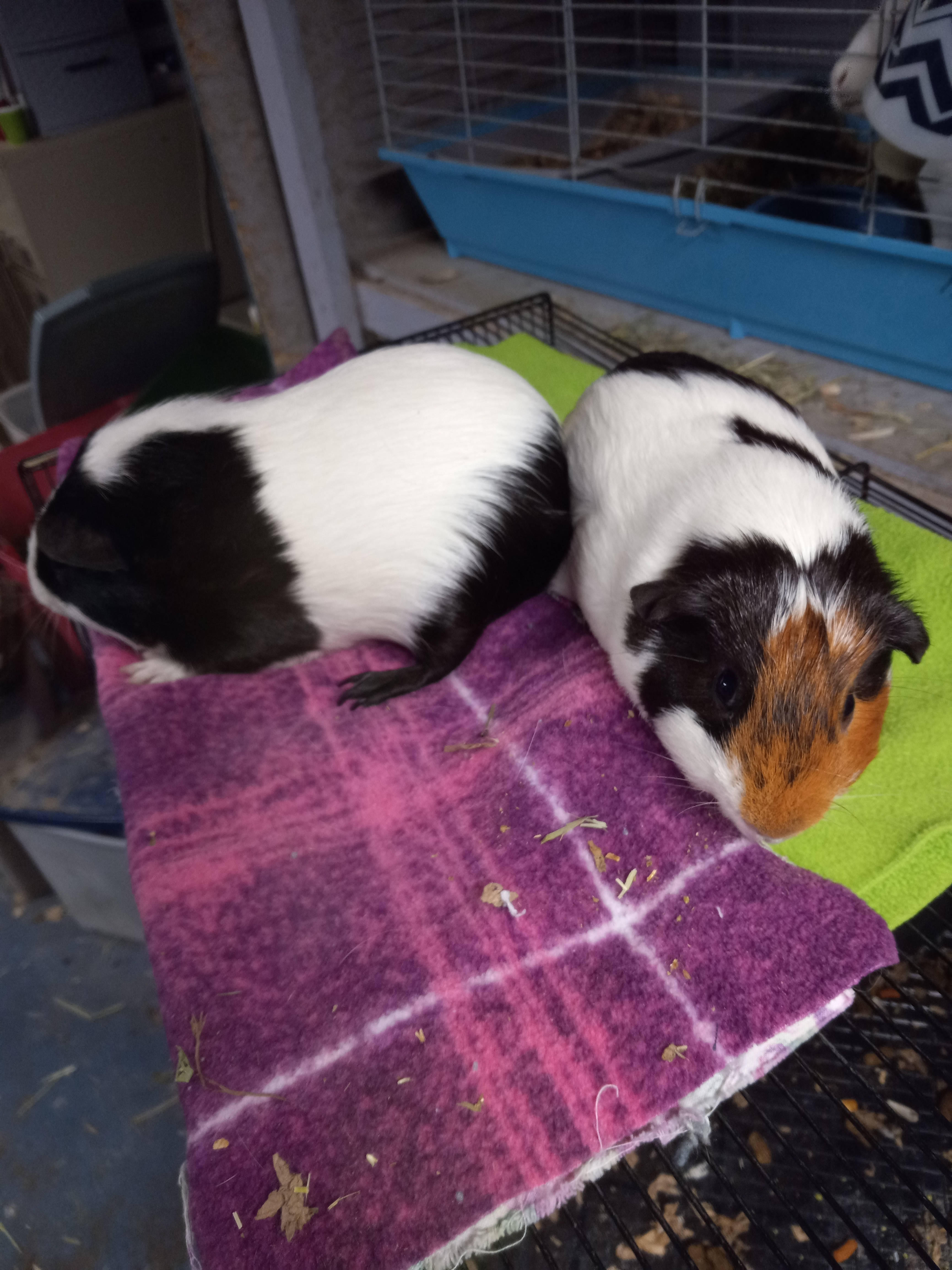 Lead and Iron, a Adoptable Short-Haired in Dearborn, MO image 2/6