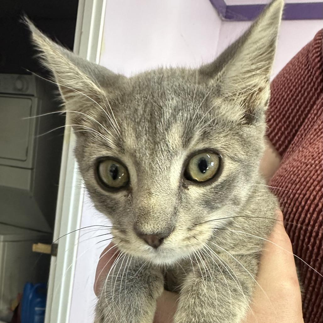 Enlarge Nacho, a Adoptable Domestic Short Hair in Grinnell, IA image 1/2