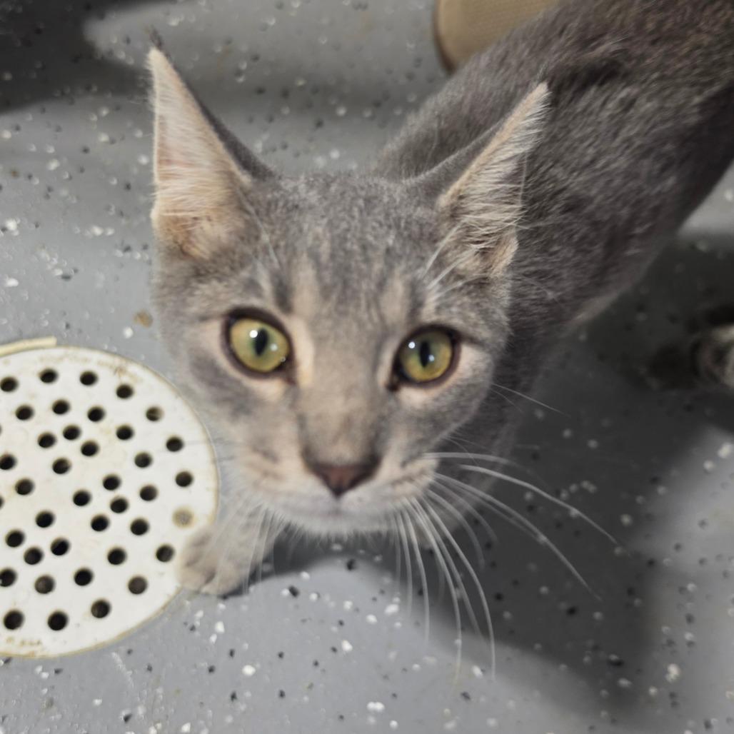 Enlarge Nacho, a Adoptable Domestic Short Hair in Grinnell, IA image 2/2