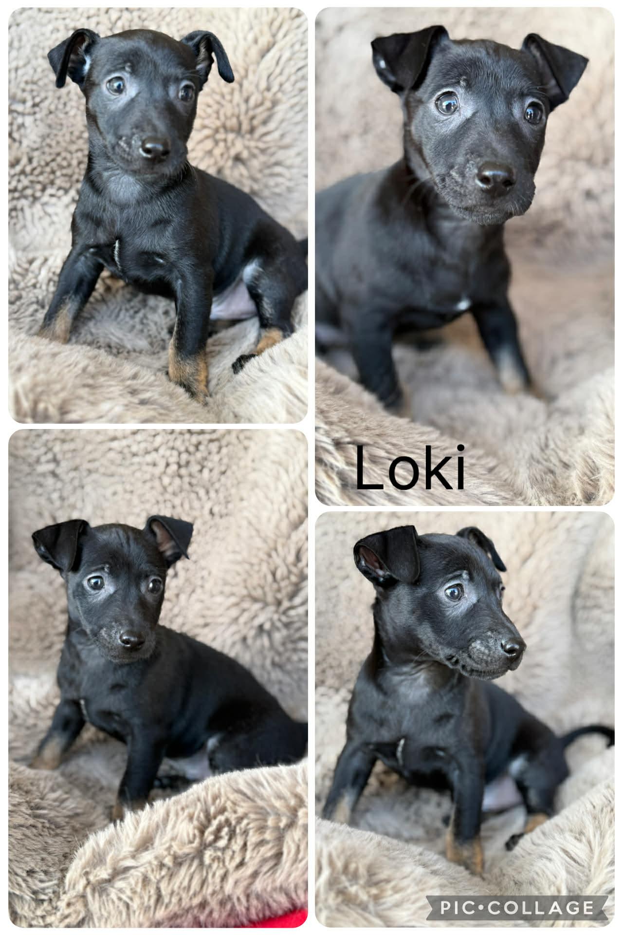 Loki, ADOPTABLE, Puppy Male Chihuahua & Rat Terrier.