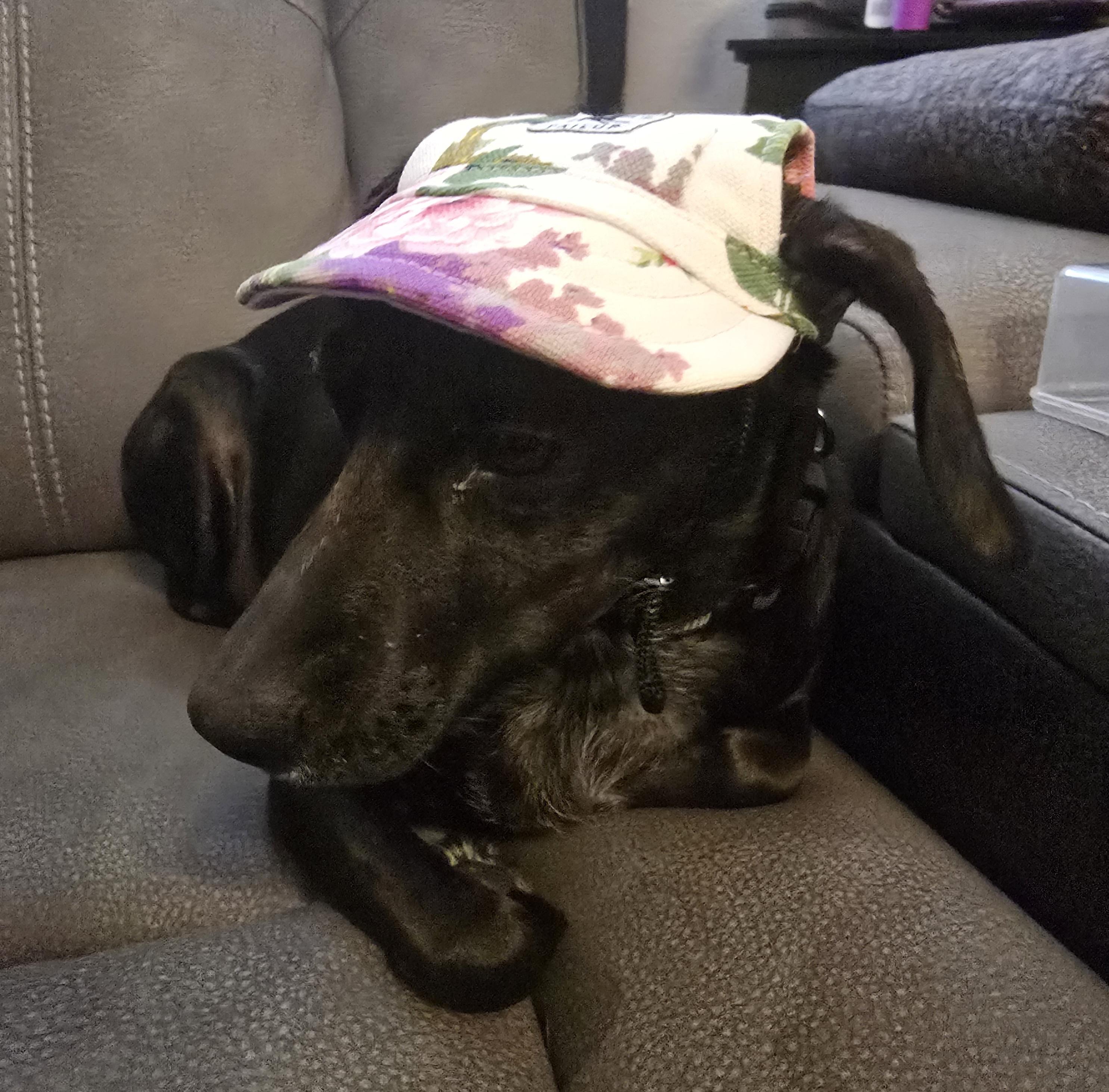 Lucy - Mini Dachshund  mix, adoptable, Adult Female Dachshund.