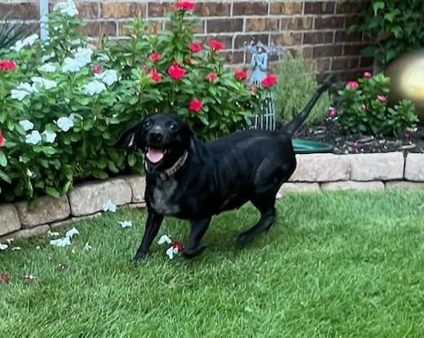 Enlarge Lucy, an adoptable mixed breed in Weatherford, TX image 2/6