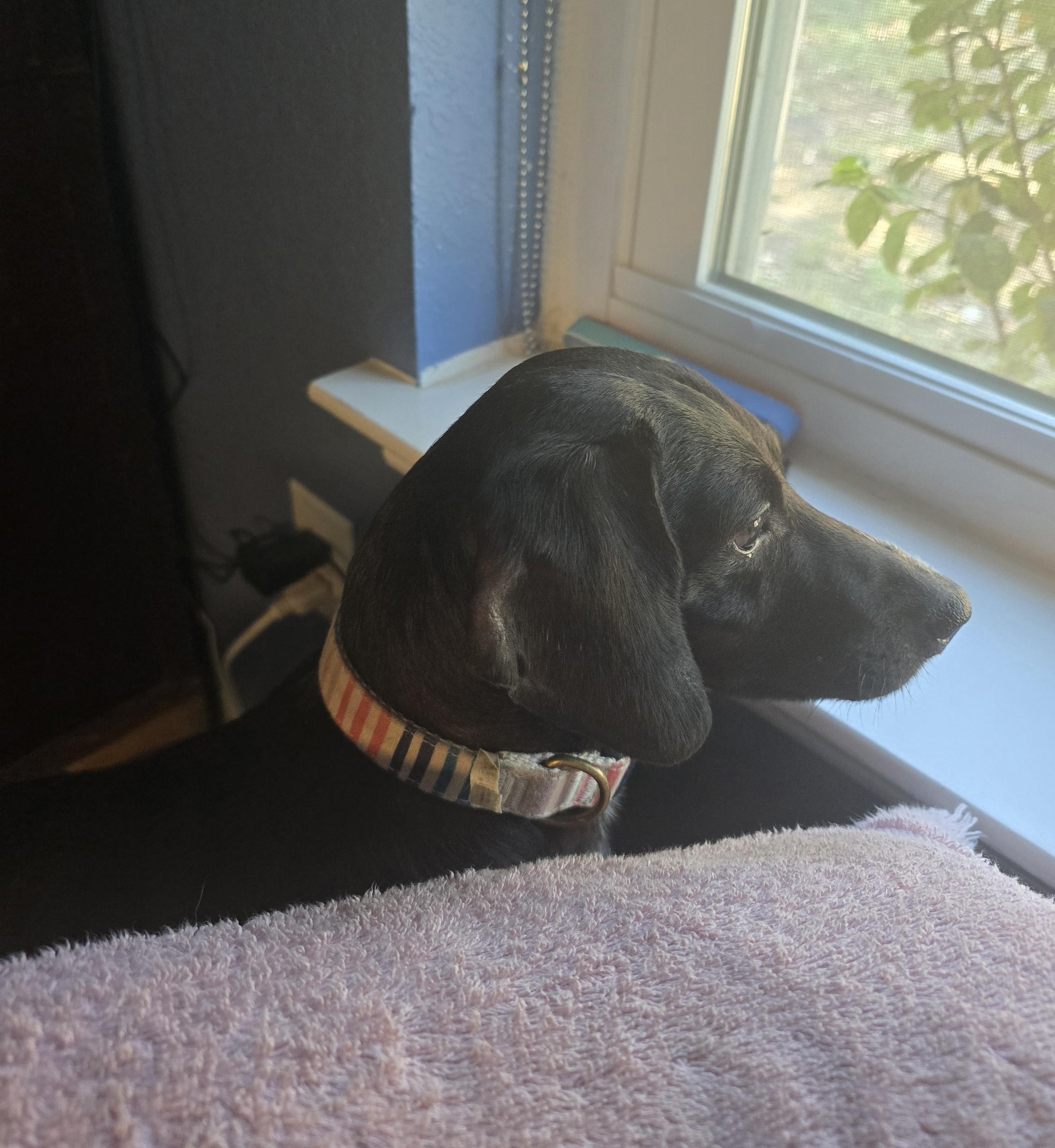 Enlarge Lucy, an adoptable mixed breed in Weatherford, TX image 6/6